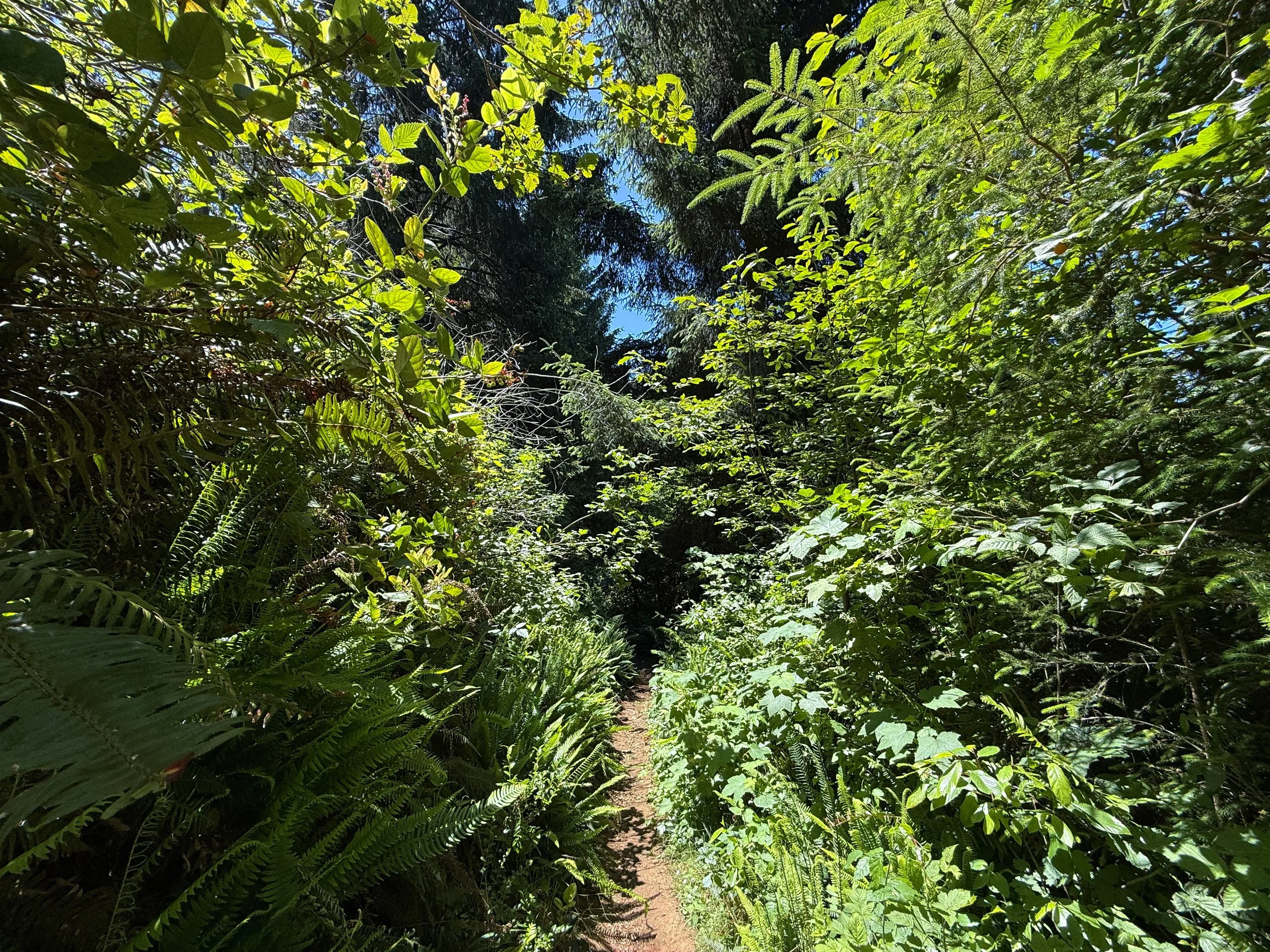 Ossagon Trail to Gold Bluffs Beach Prairie Creek Redwoods State Park California