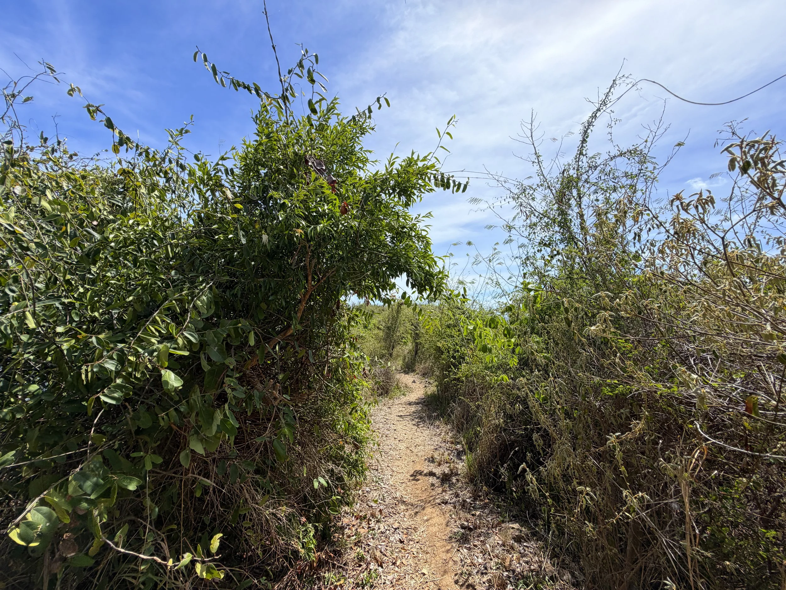 Yawzi Point Hike Virgin Islands National Park