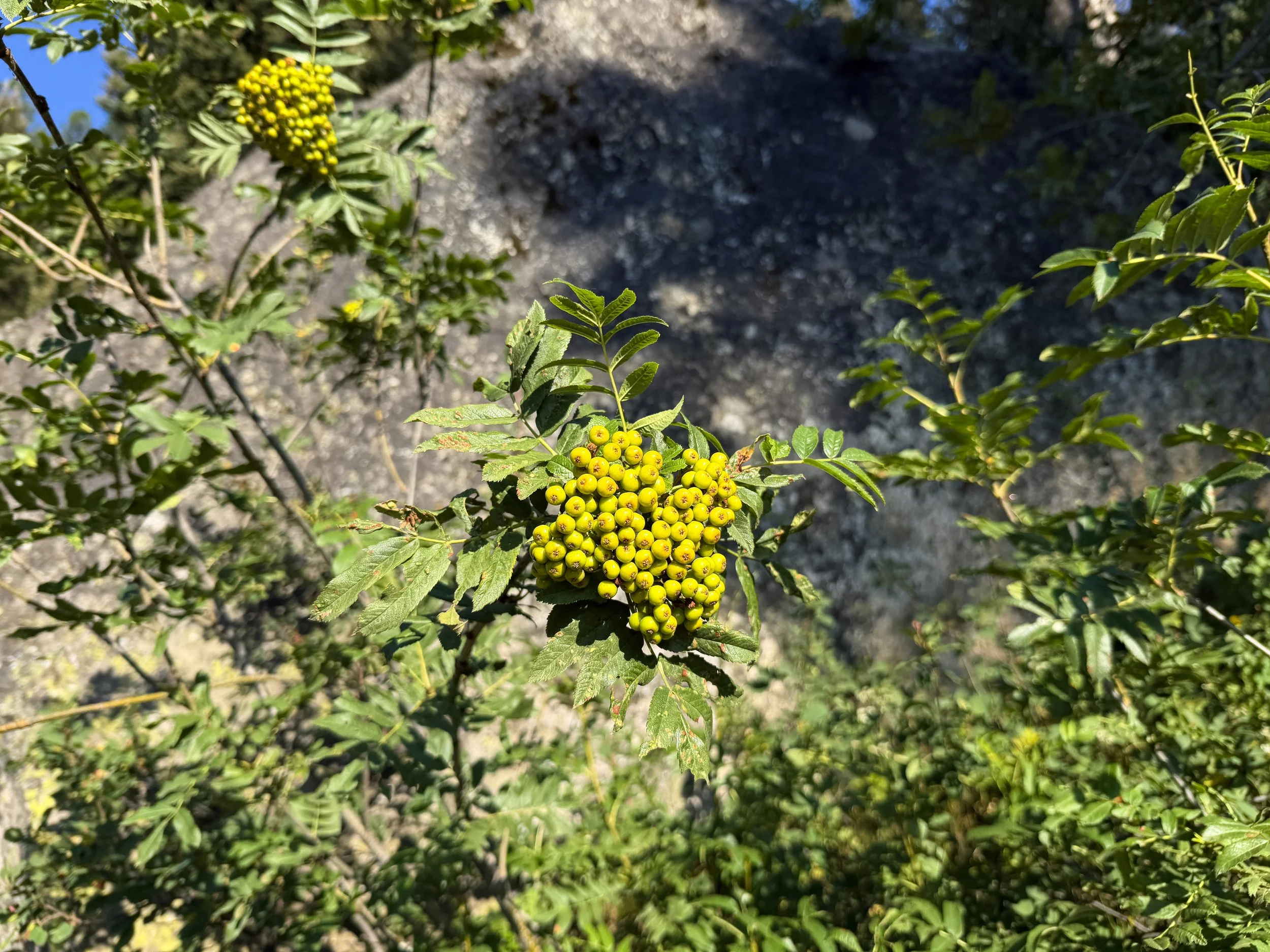 Cascade Mountain Ash Sorbus scopulina