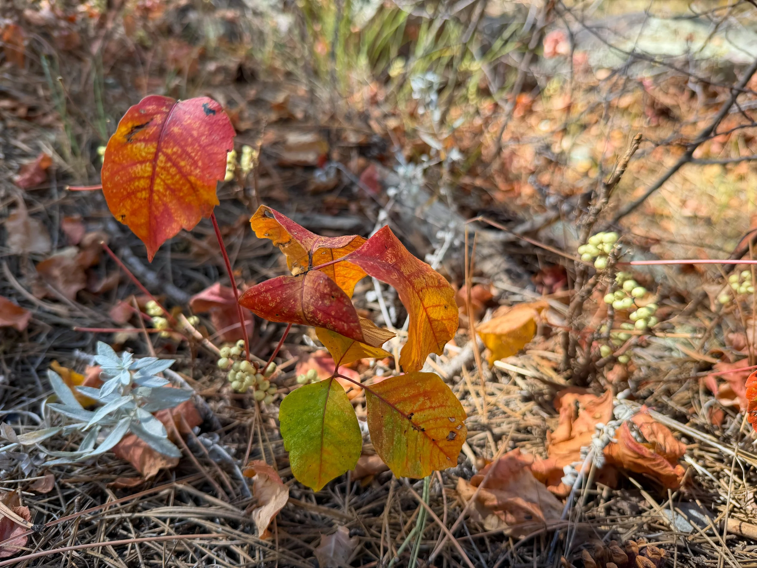 Western Poison Ivy Toxicodendron rydbergii