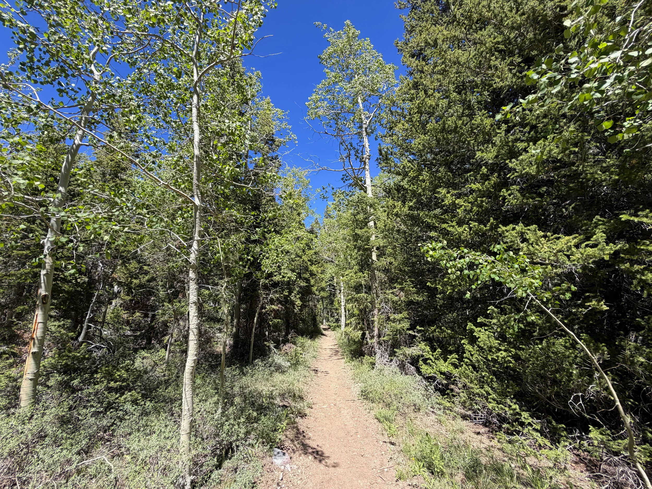 Baker Creek Loop Trail Great Basin National Park Nevada