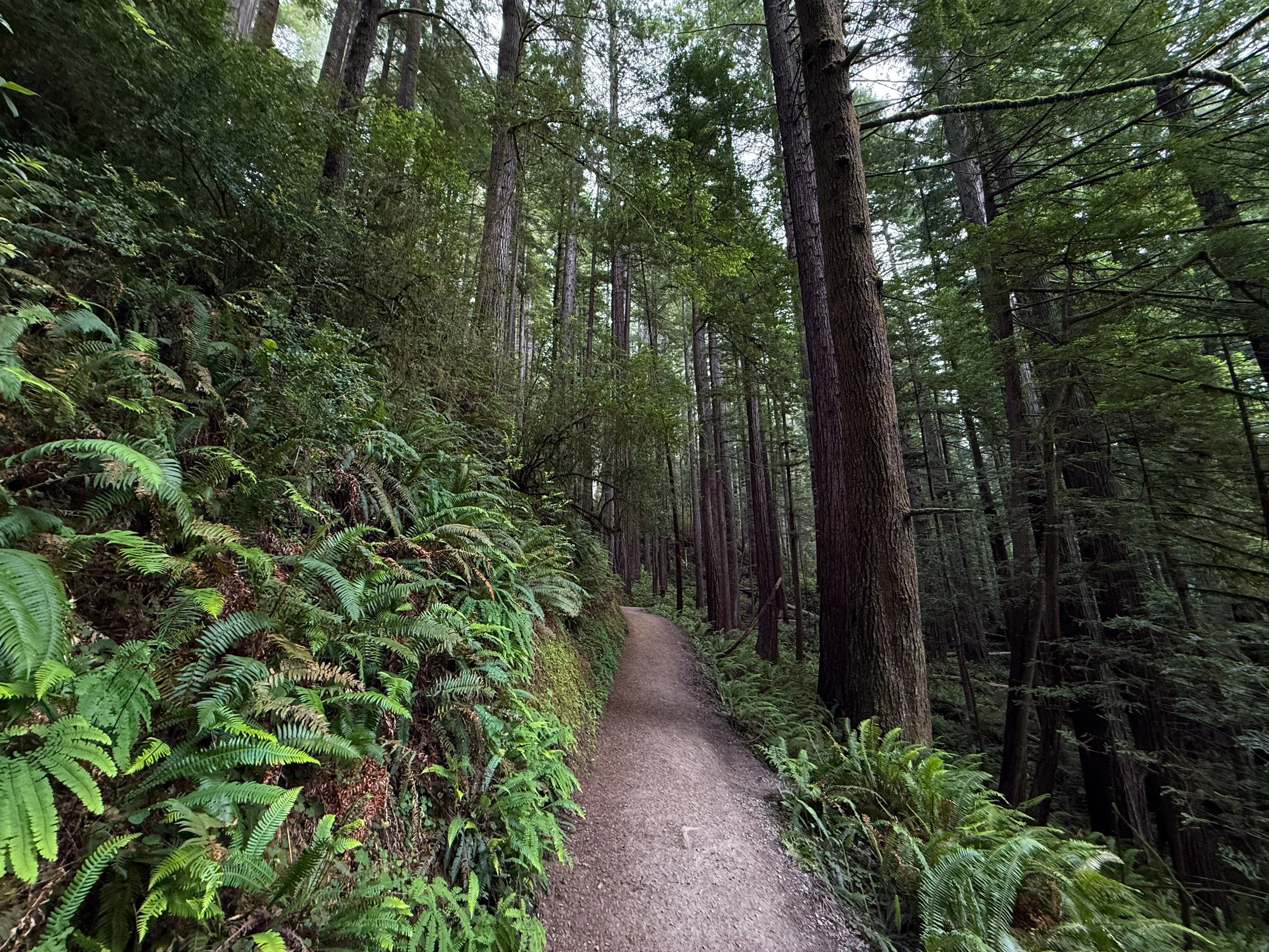 Grove of the Titans Trail Jedediah Smith Redwoods State Park California