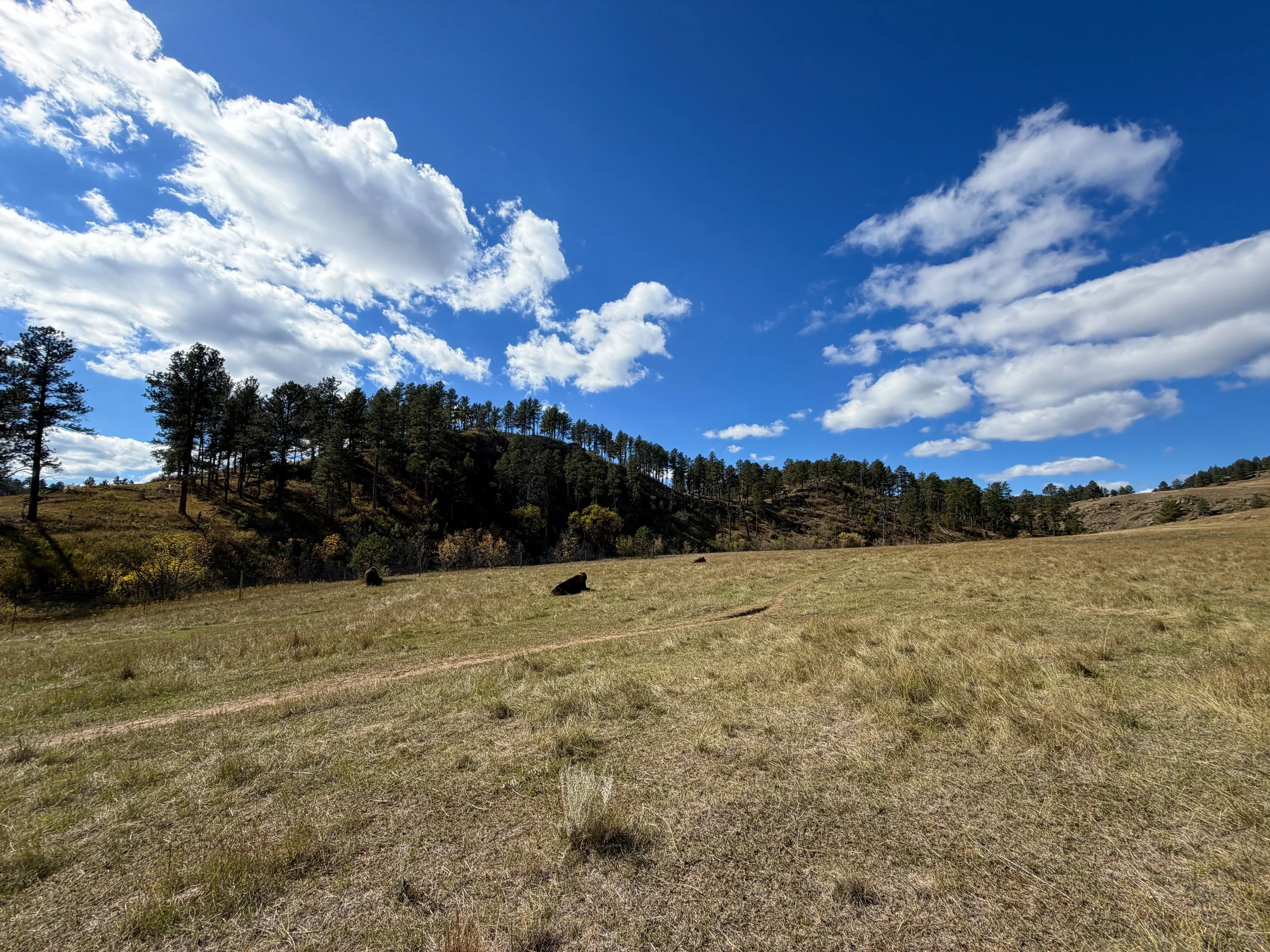 American Bison Wind Cave National Park South Dakota