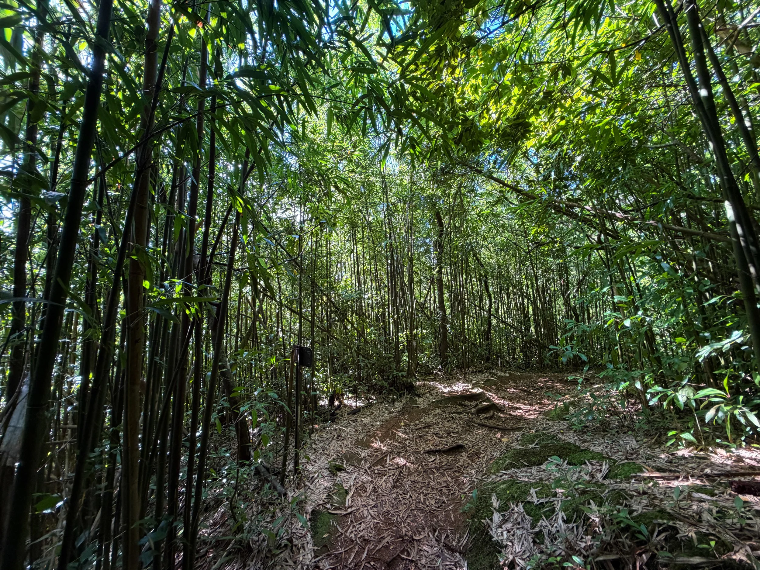 Aihualama Trail Oahu Hawaii