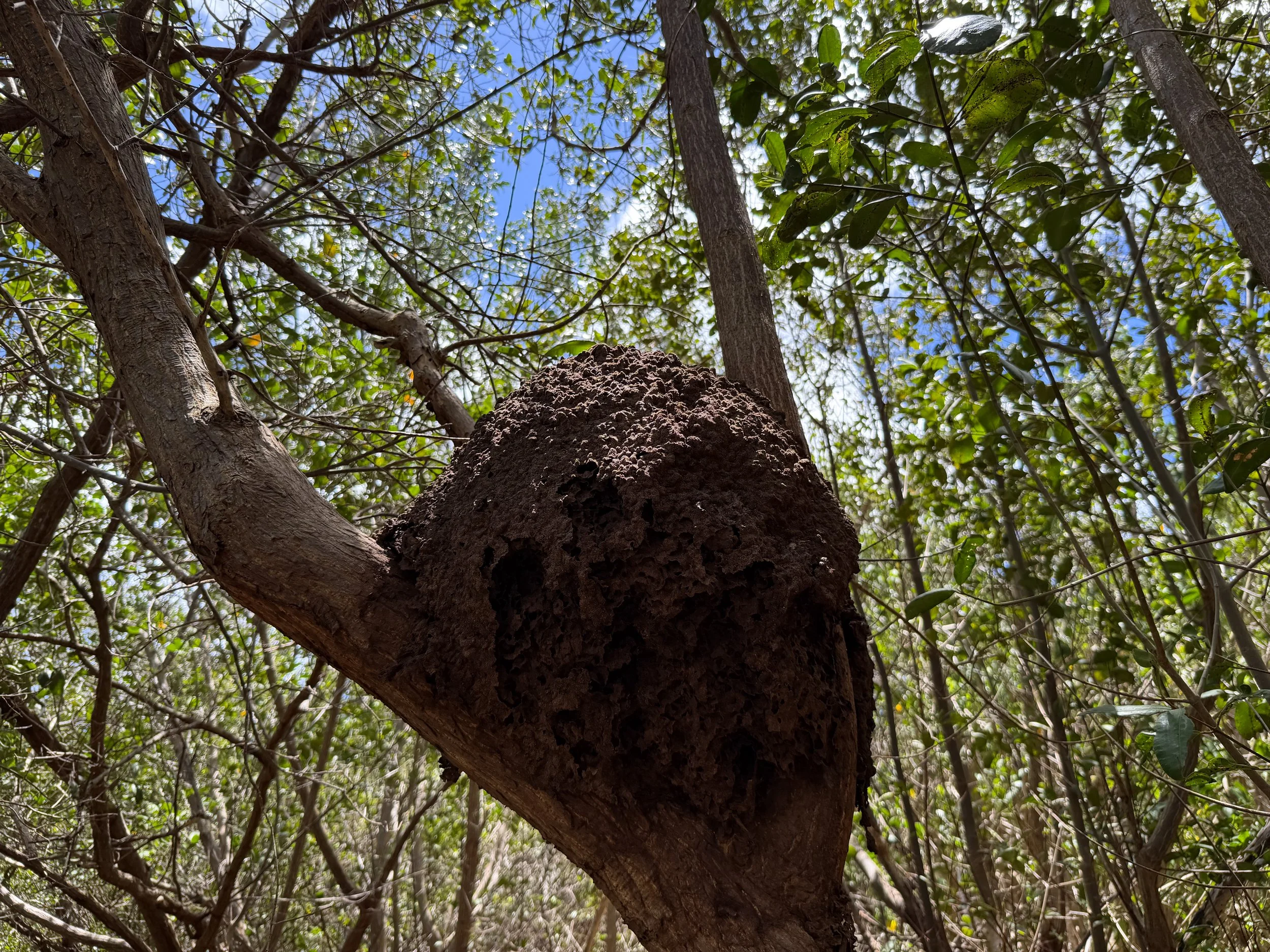 Arboreal Termites Nasutitermes corniger