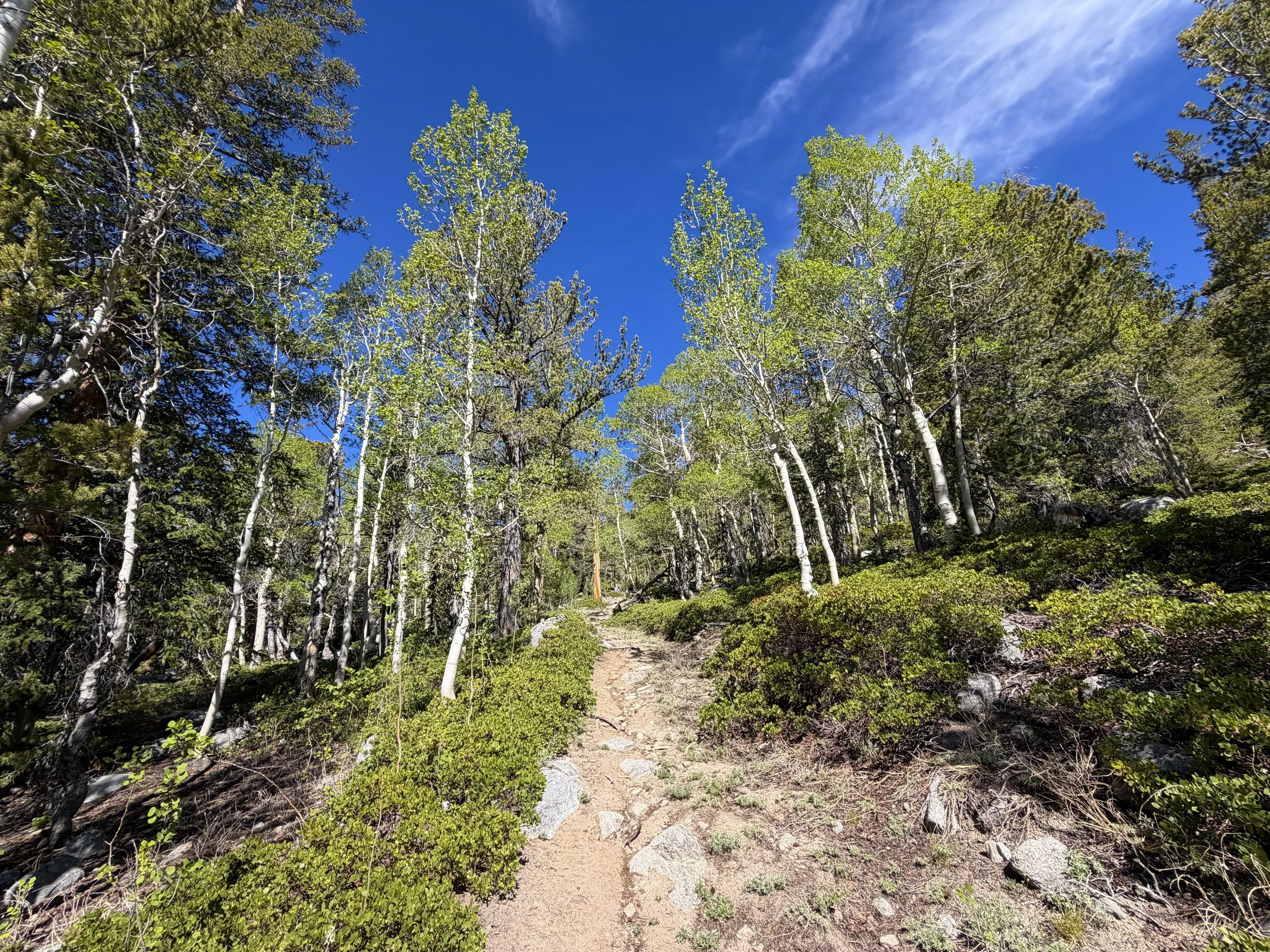 Johnson Lake Trail Great Basin National Park Nevada