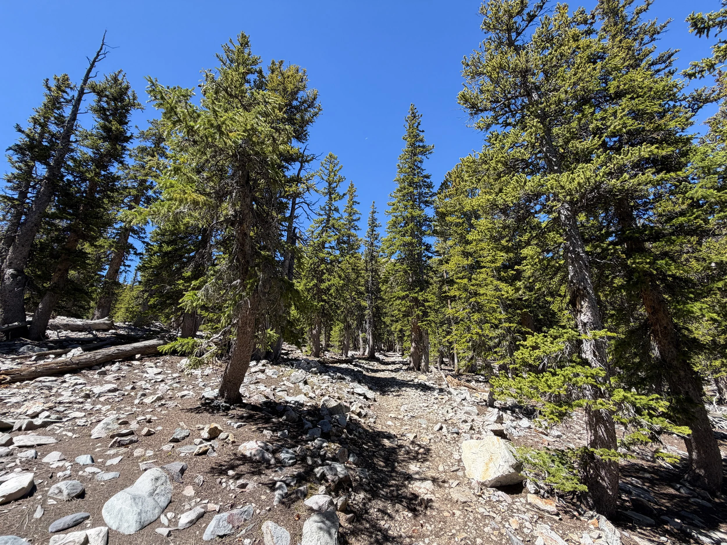 Baker Lake Trail Great Basin National Park Nevada
