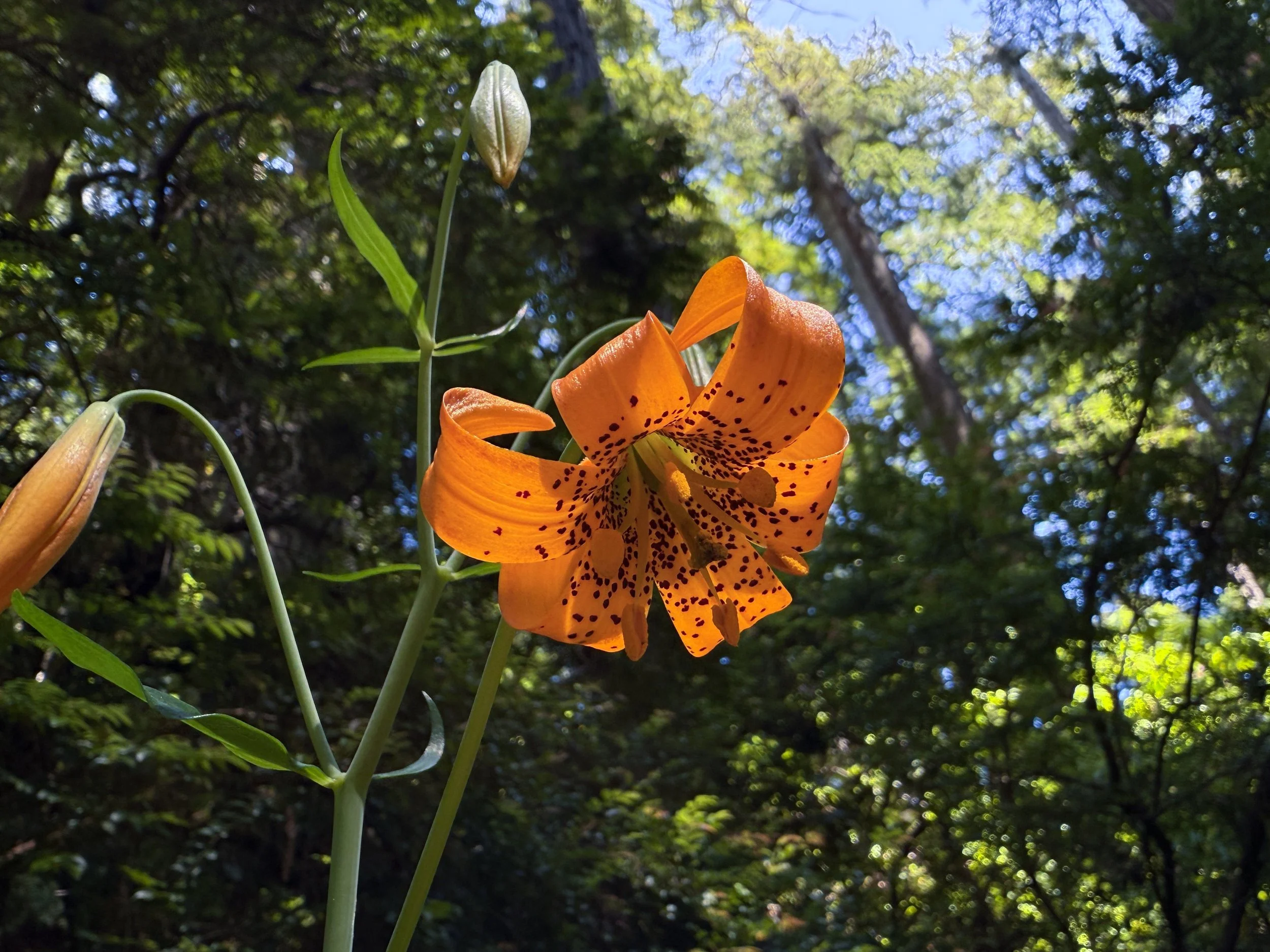 Leopard Lily Lilium pardalinum