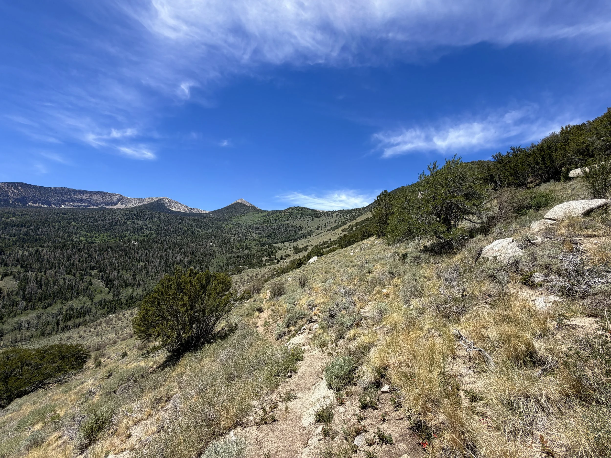 Serviceberry Loop Trail Great Basin National Park Nevada