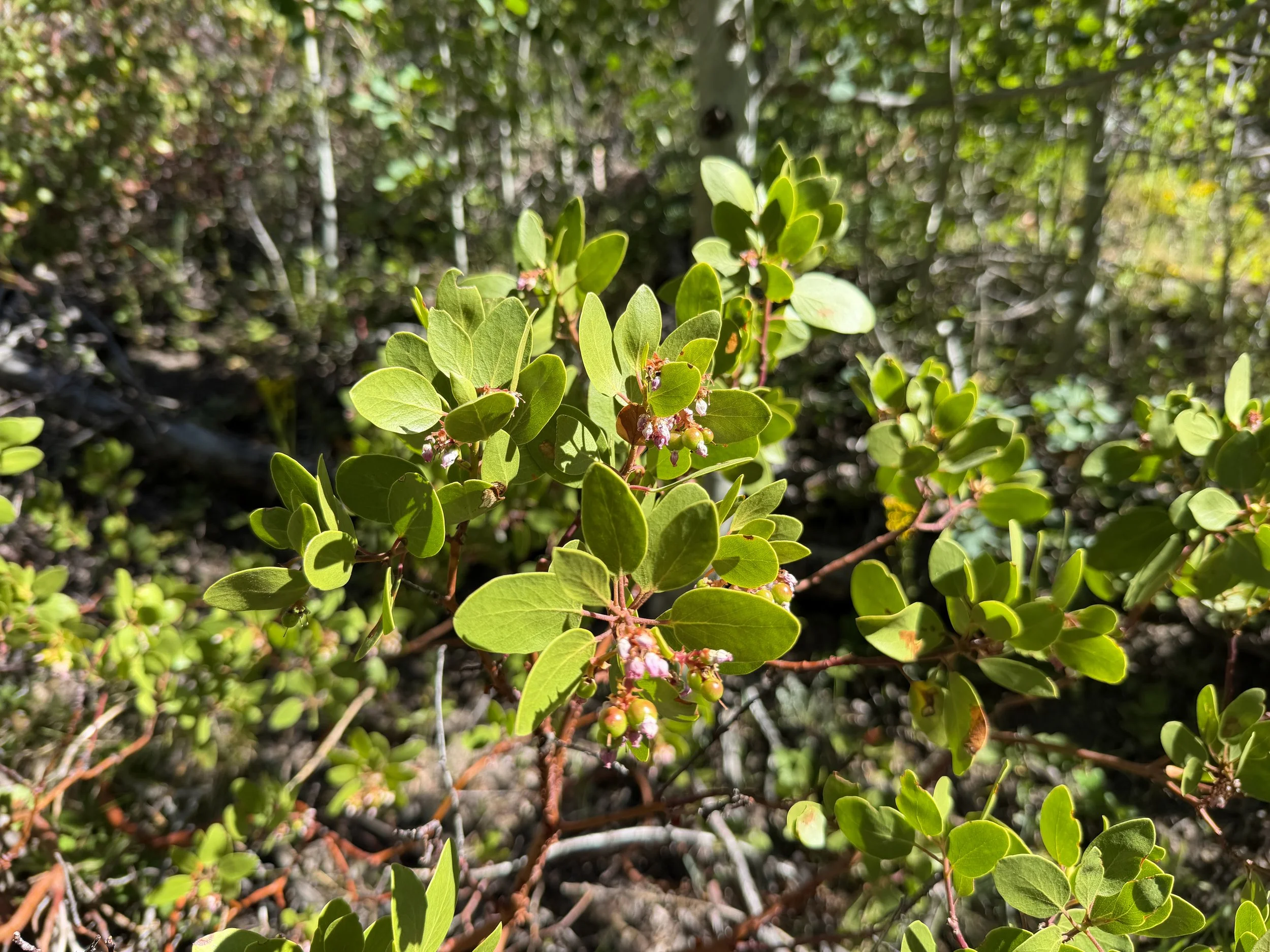 Green-leaf Manzanita Arctostaphylos patula