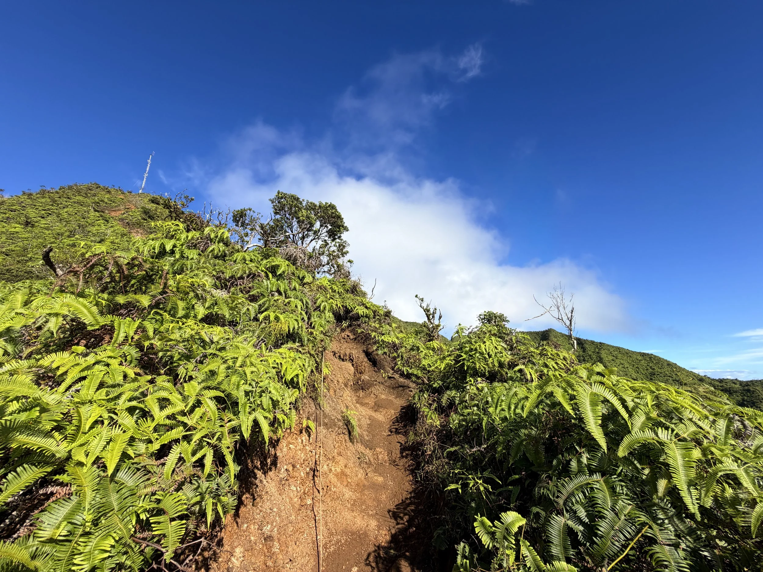 Wiliwilinui Ridge Trail Ropes Oahu Hawaii