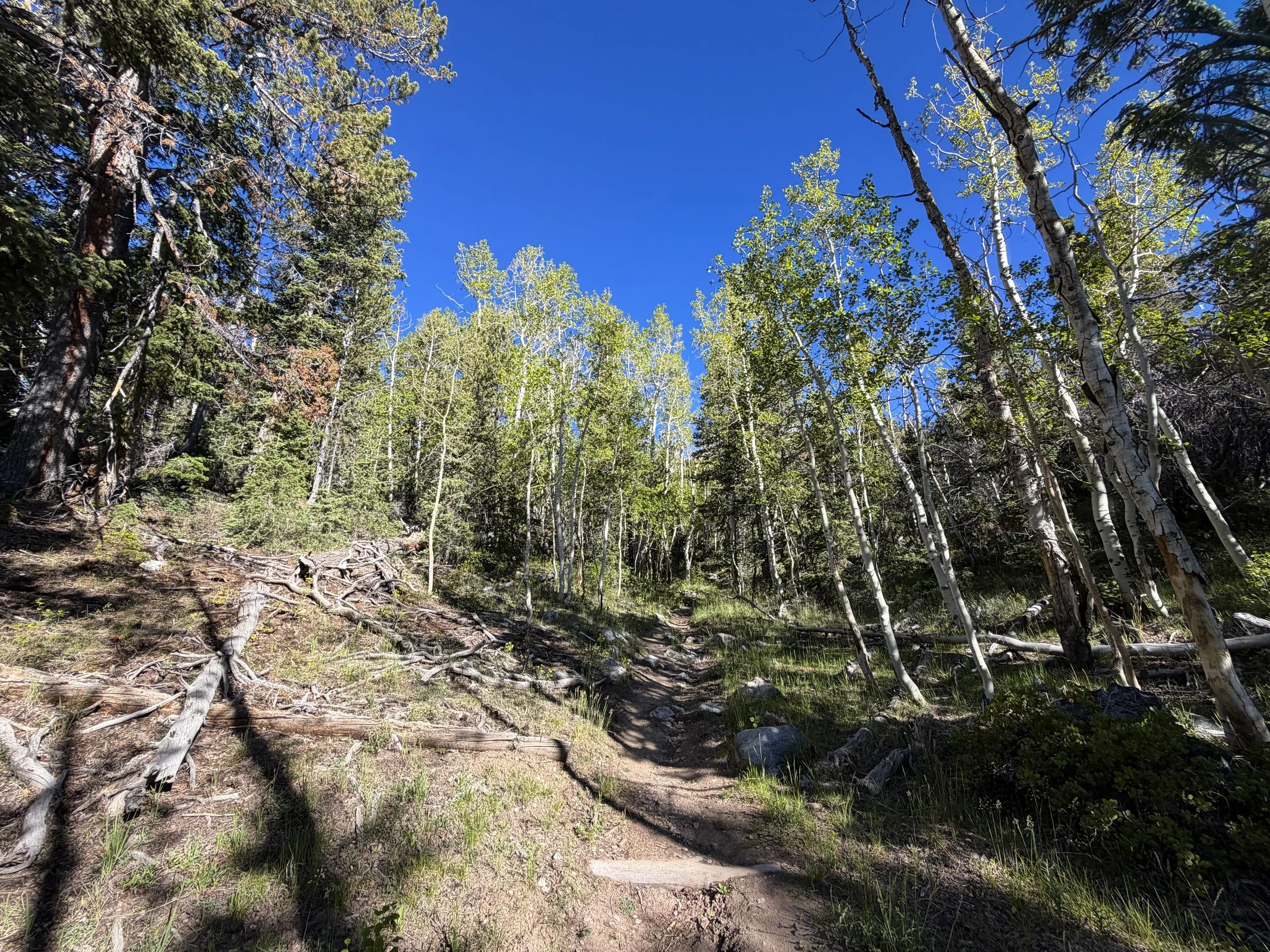 Lehman Creek Trail Great Basin National Park Nevada