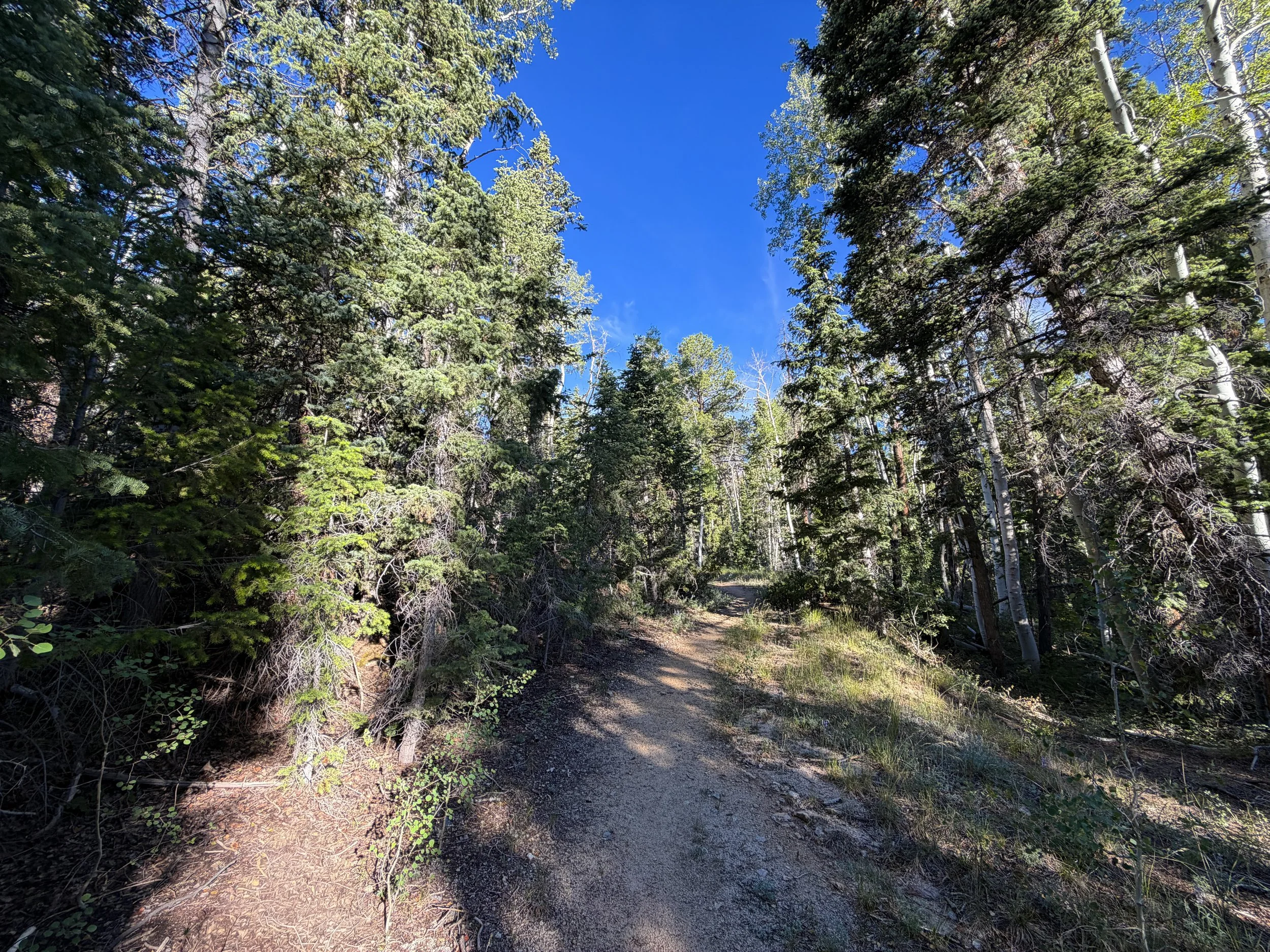 Snake Creek Overlook Trail Great Basin National Park Nevada