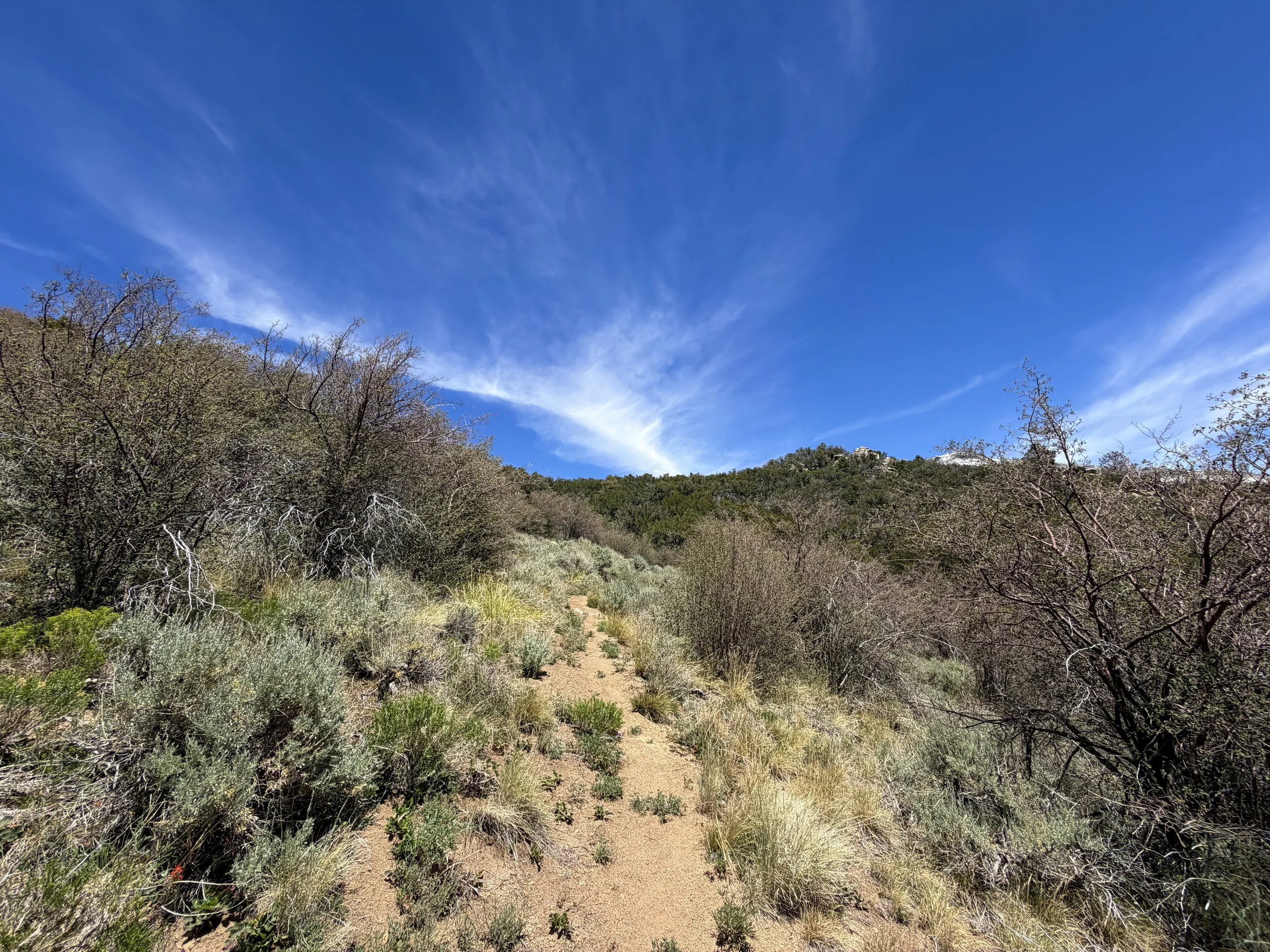 Serviceberry Trail Great Basin National Park Nevada