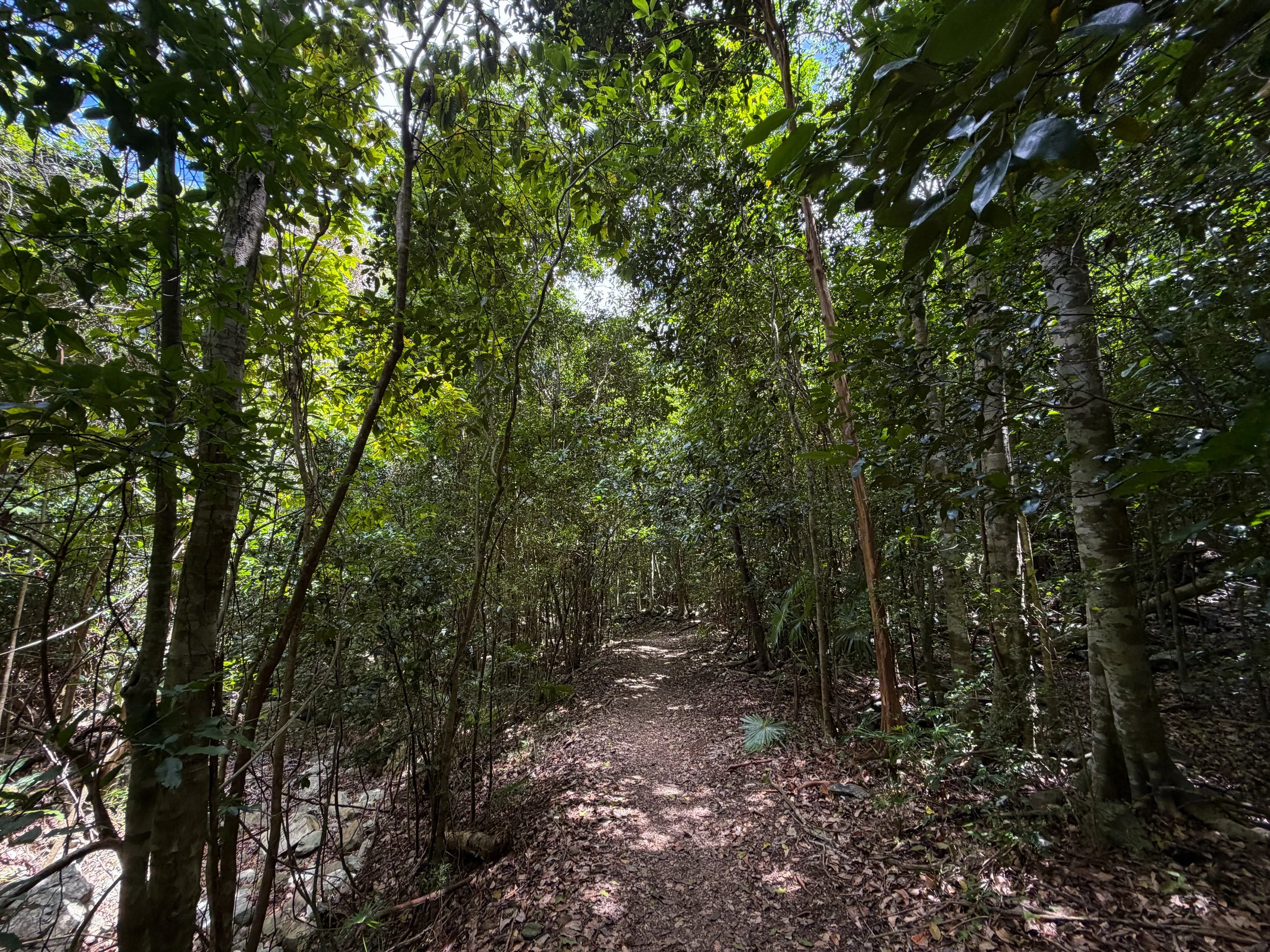 Reef Bay Trail Virgin Islands National Park