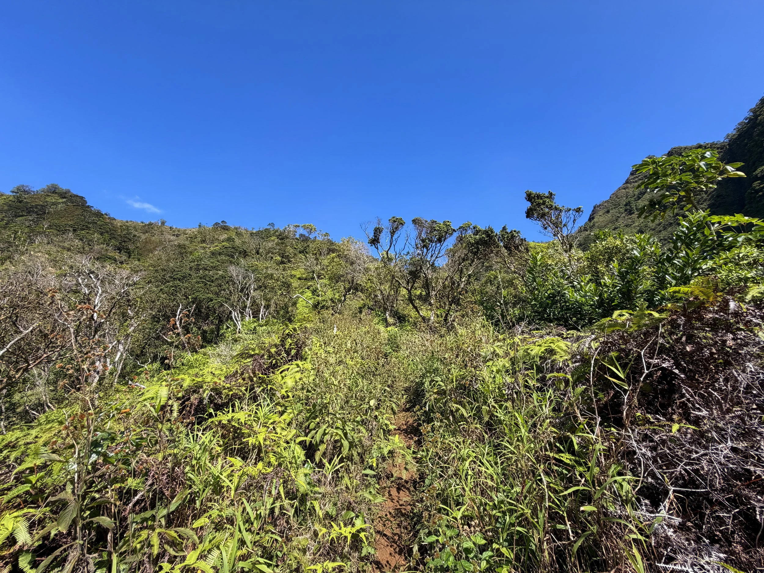 Kulanaahane Ridge Trail Oahu Hawaii