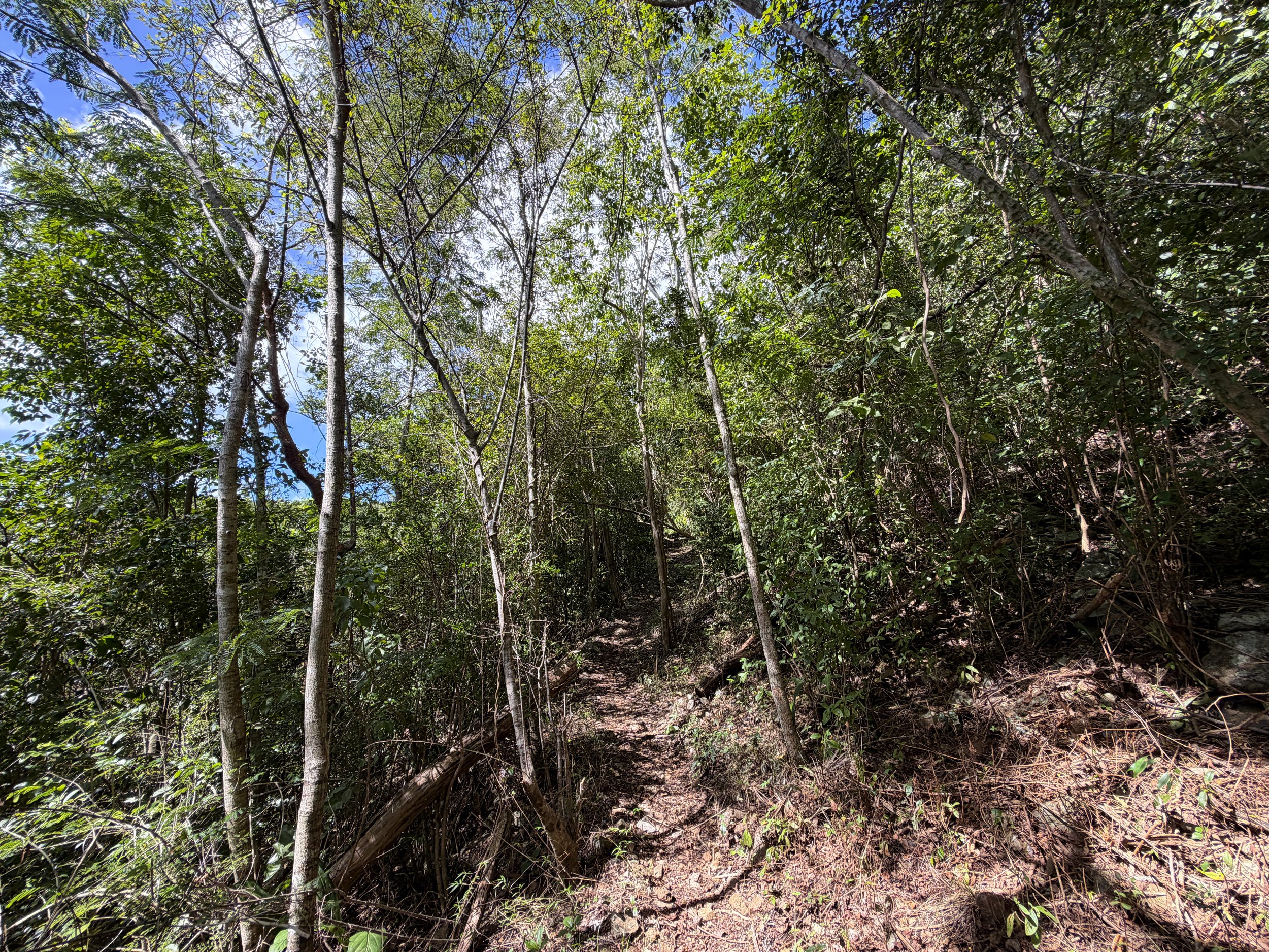 Great Sieben Trail Virgin Islands National Park