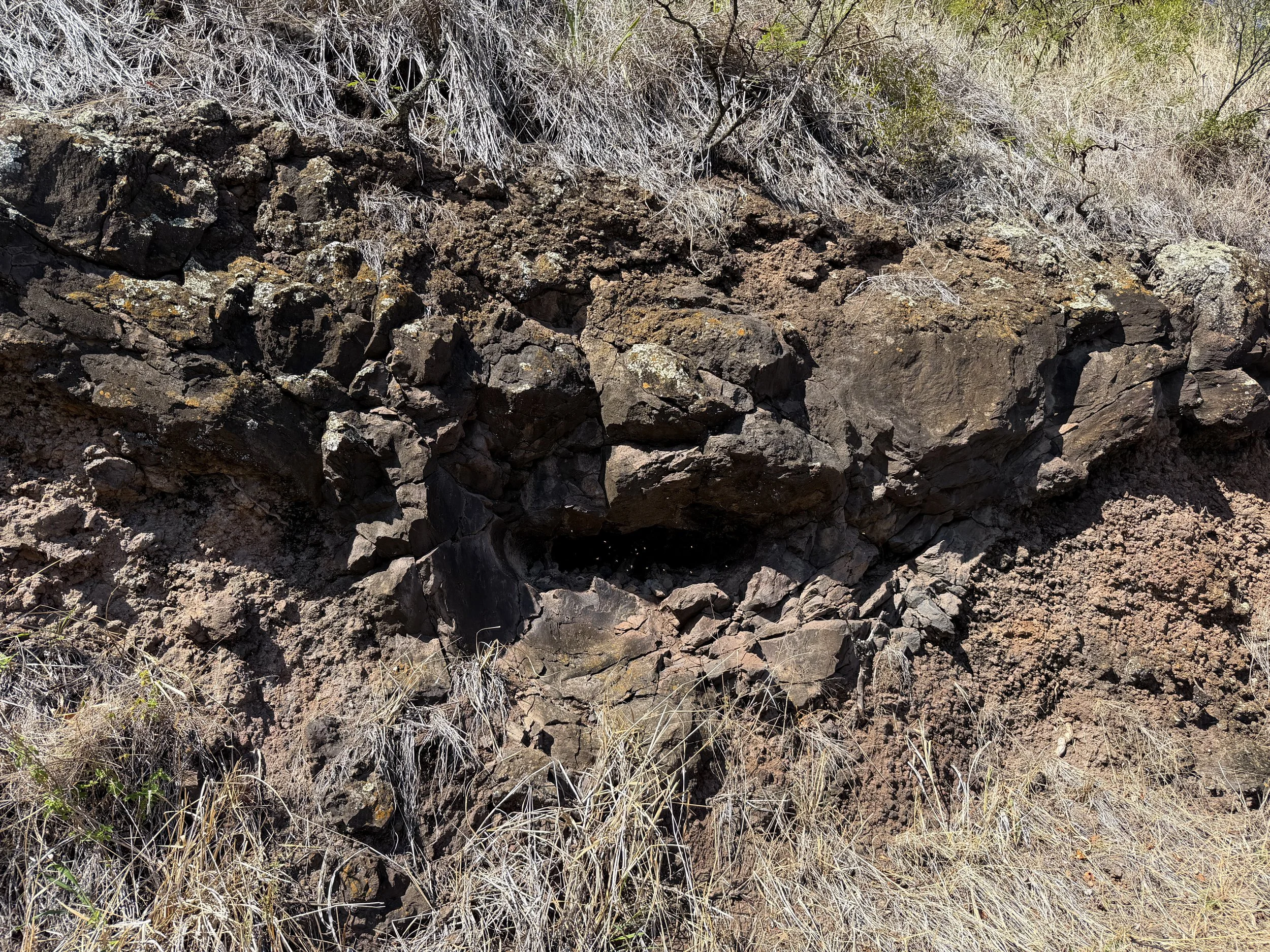 Mokuleia Forest Reserve Access Road Bees Oahu Hawaii