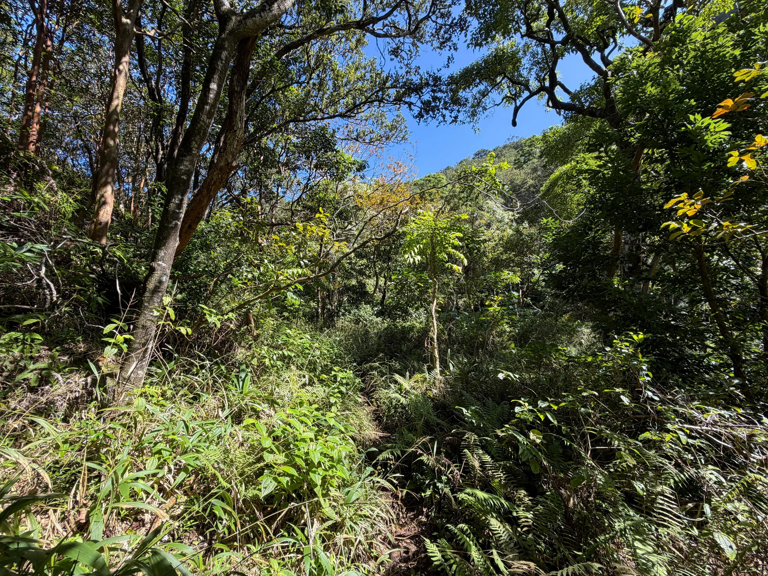 Kulanaahane Trail to Moanalua Saddle Oahu Hawaii