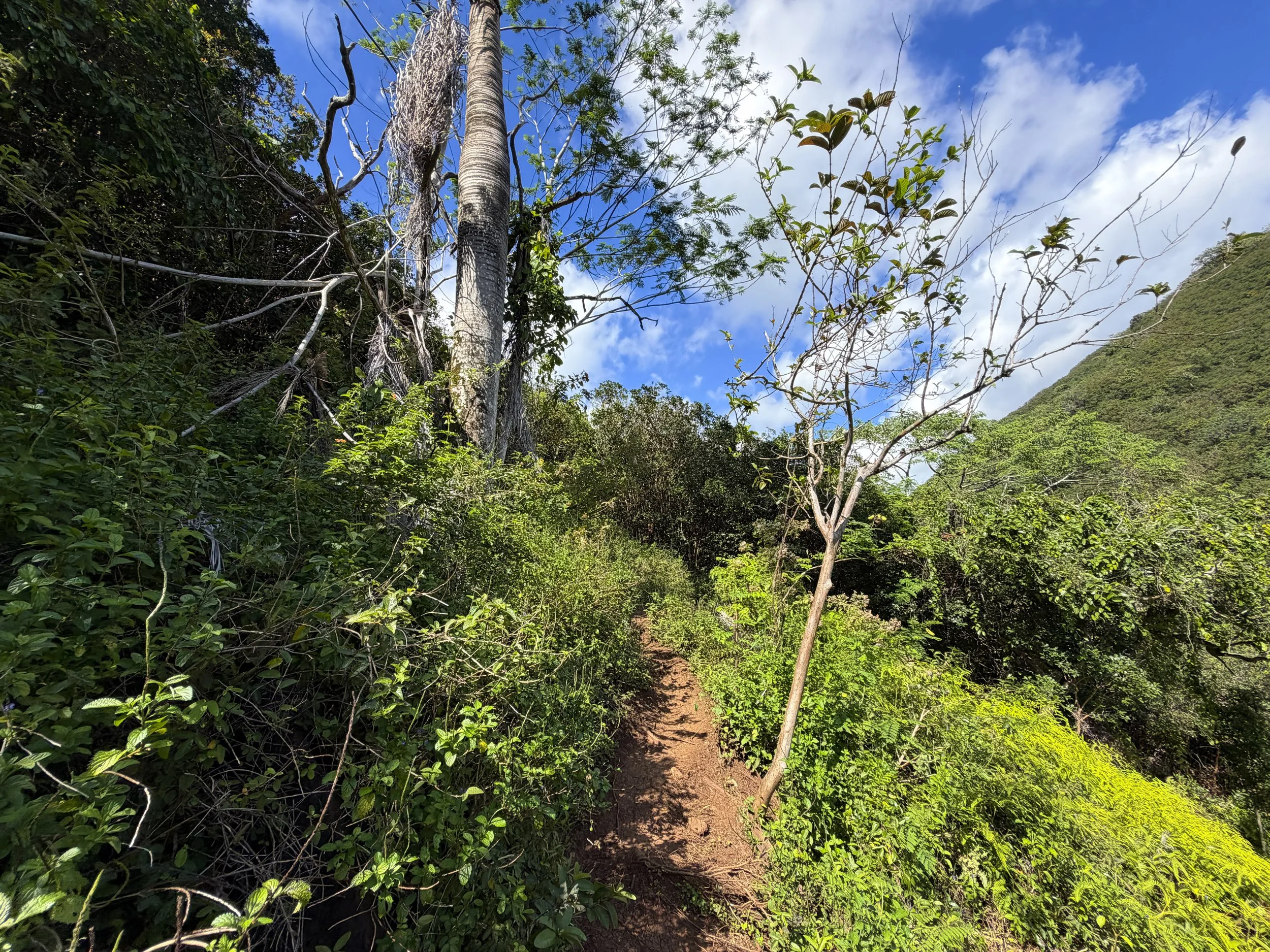 Waimano Falls Trail Oahu Hawaii