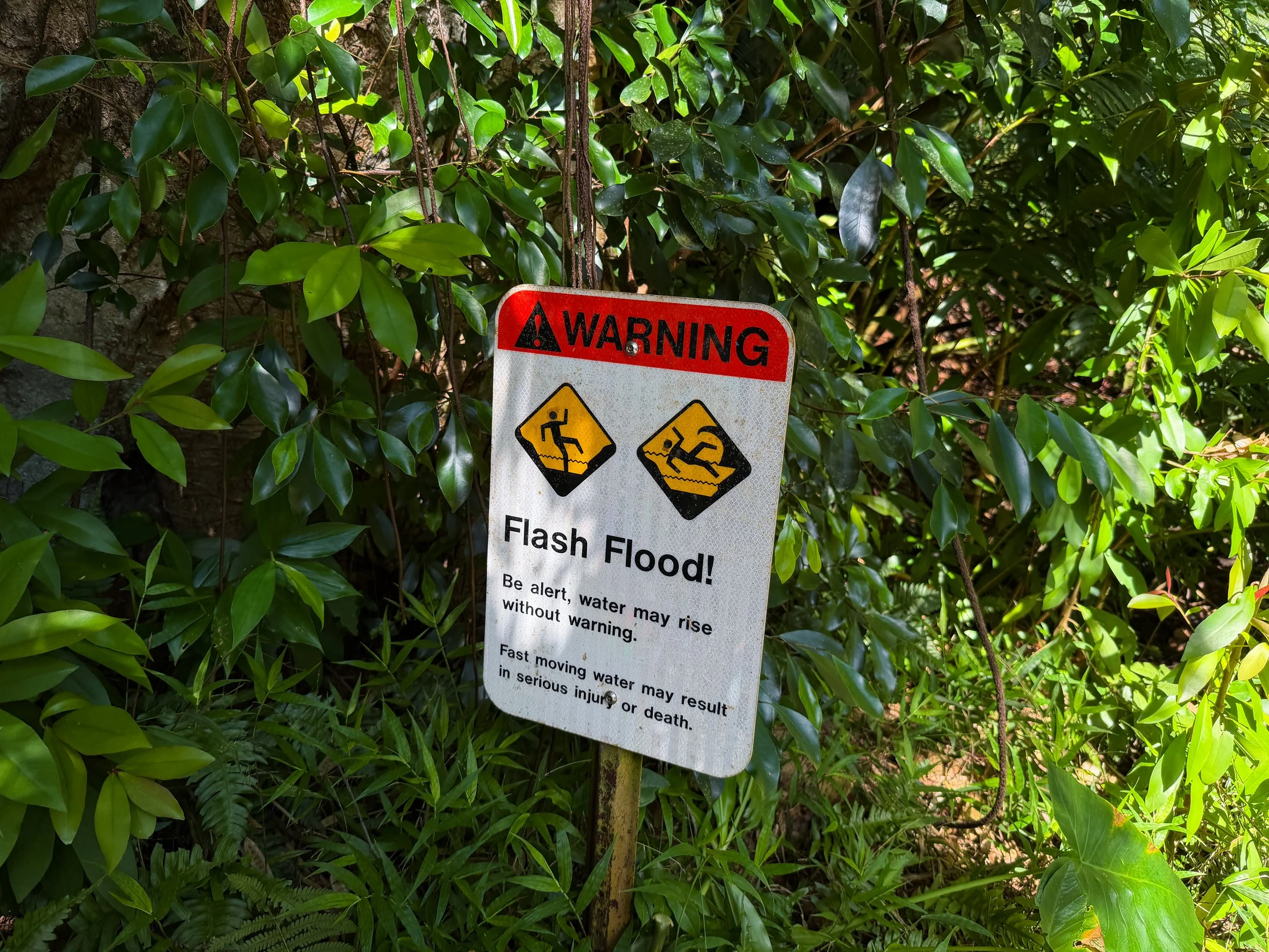 Manoa Falls Trail Oahu Hawaii