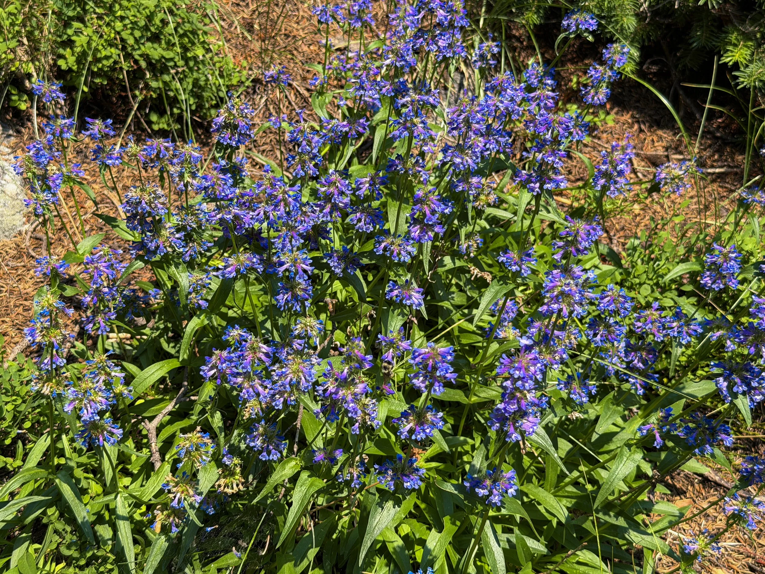 Rydbergs Penstemon rydbergii