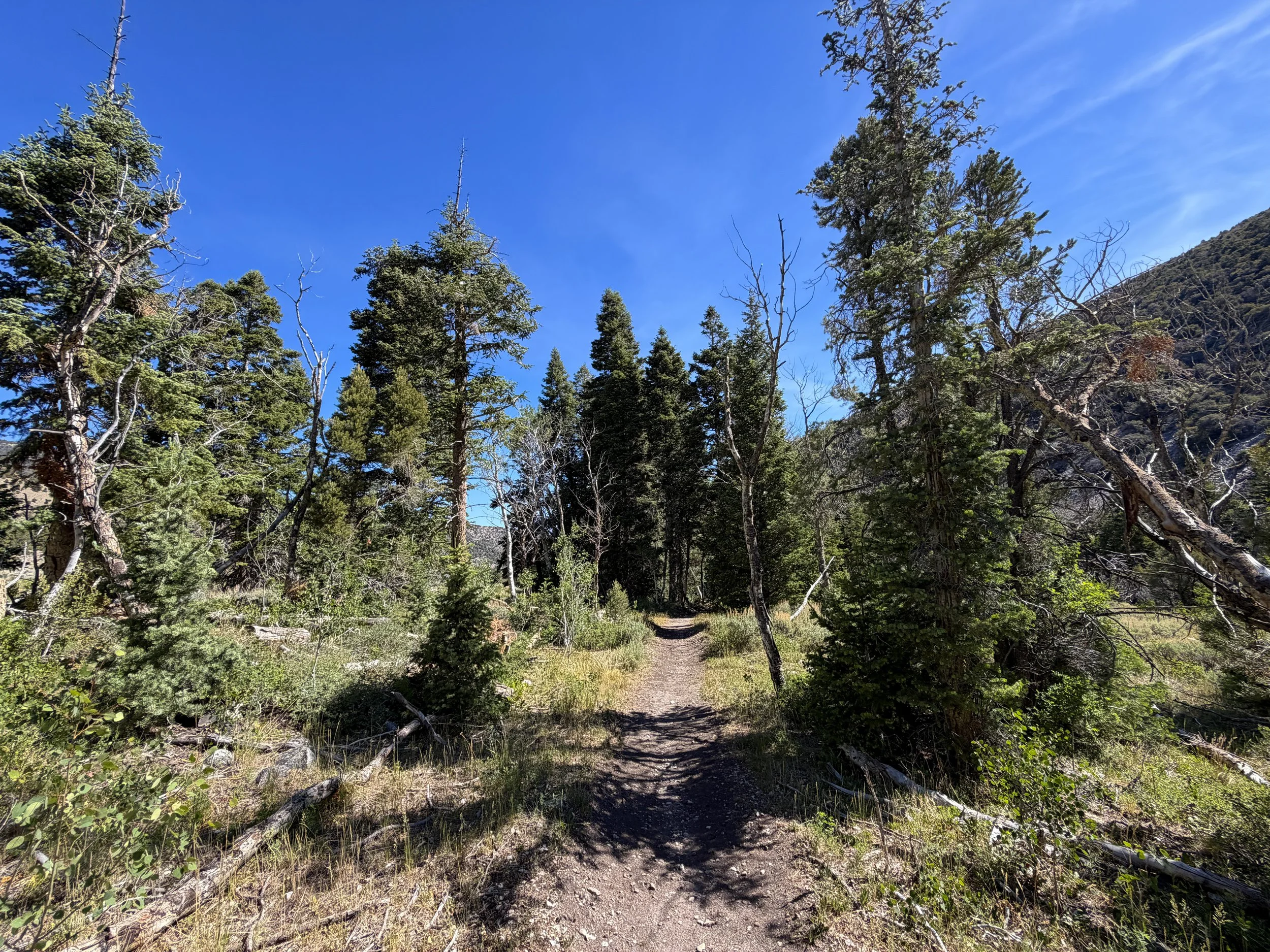 Pole Canyon Trail Great Basin National Park Nevada