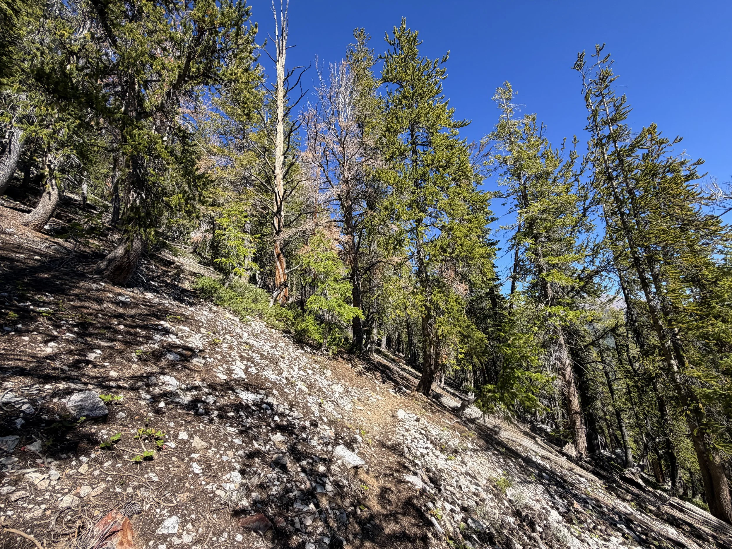 Snake Divide Trail to Magic Grove Great Basin National Park Nevada