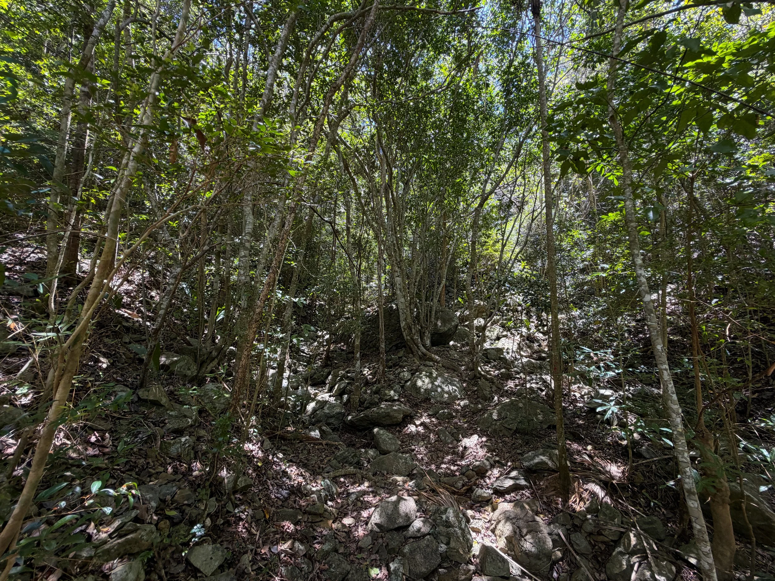 Tamarind Tree Trail Virgin Islands National Park