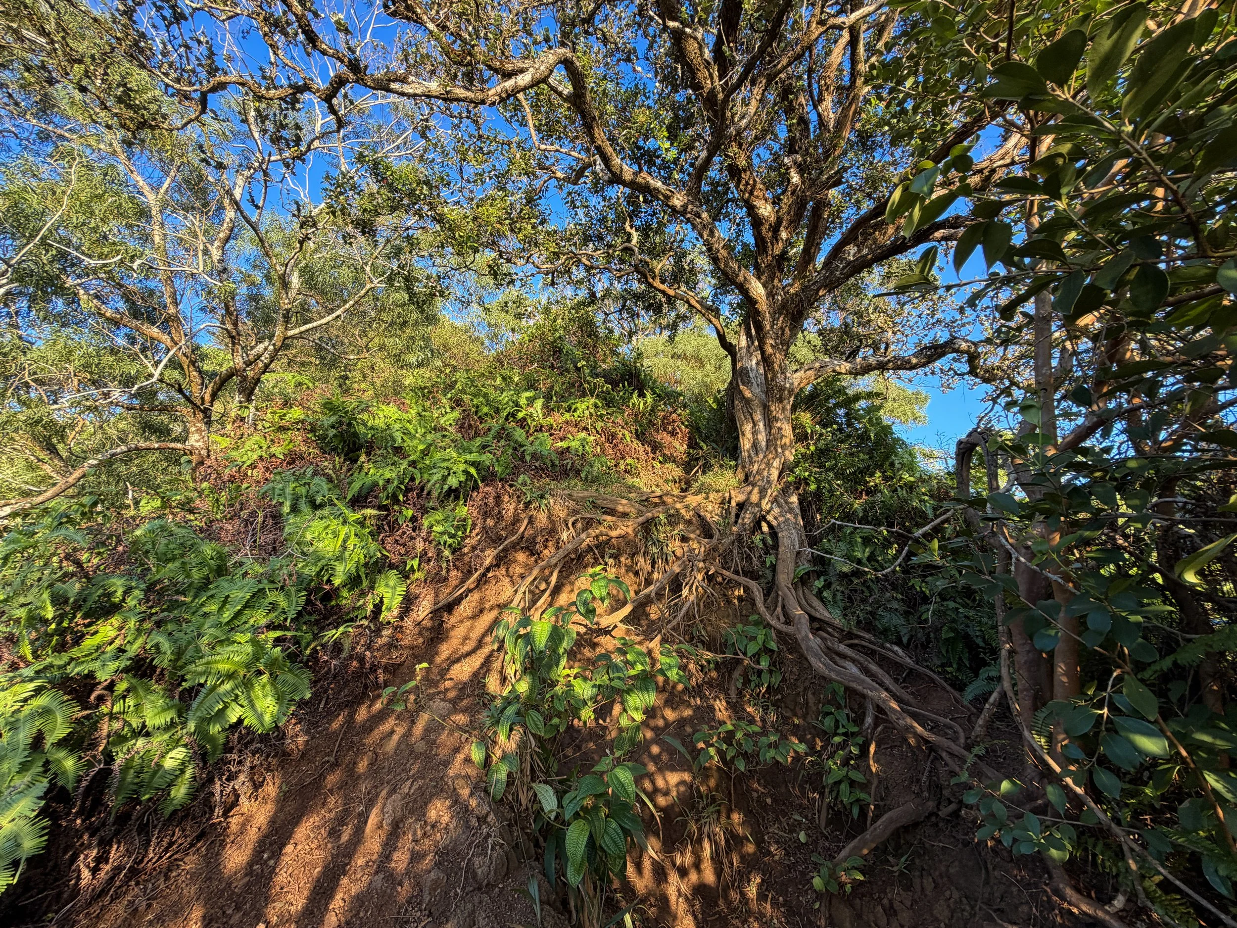 Moanalua Middle Ridge Trail to Stairway to Heaven Oahu Hawaii