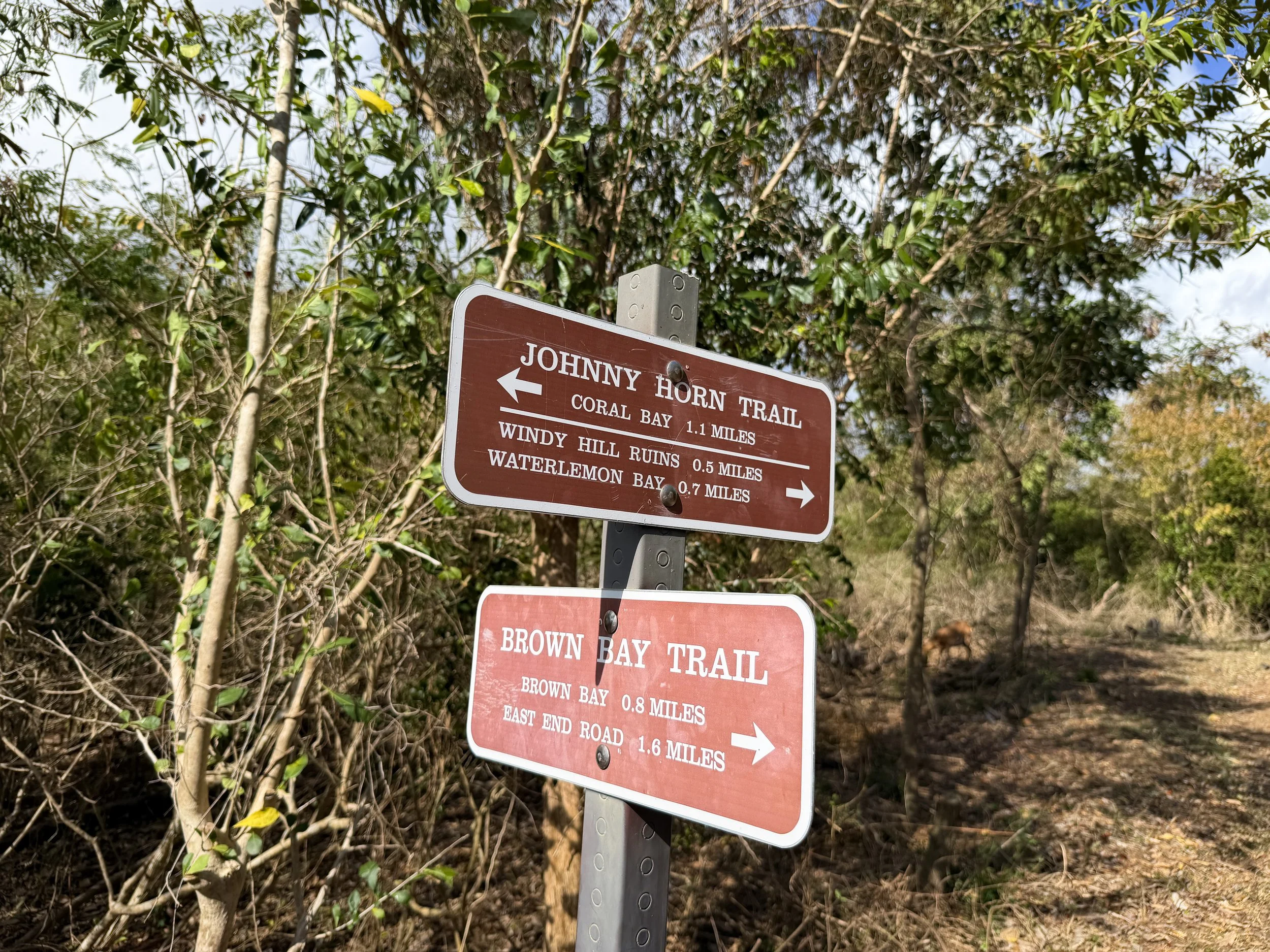 Johnny Horn Hike Virgin Islands National Park