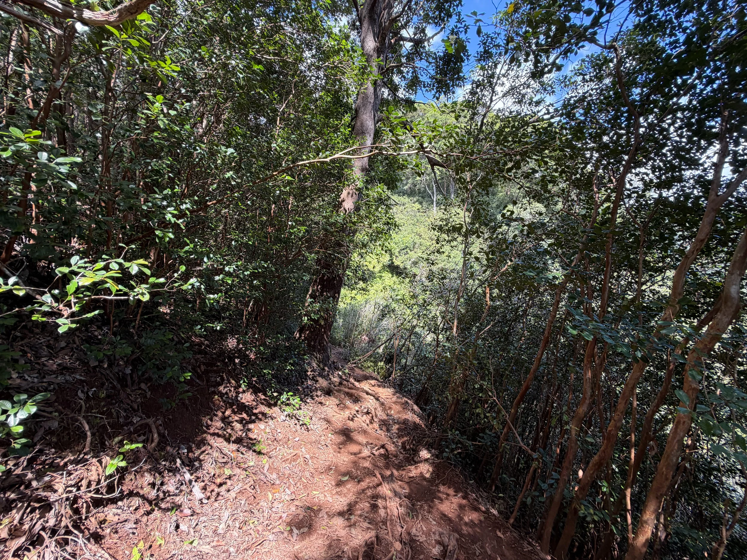 Waimano Falls Hike Oahu Hawaii