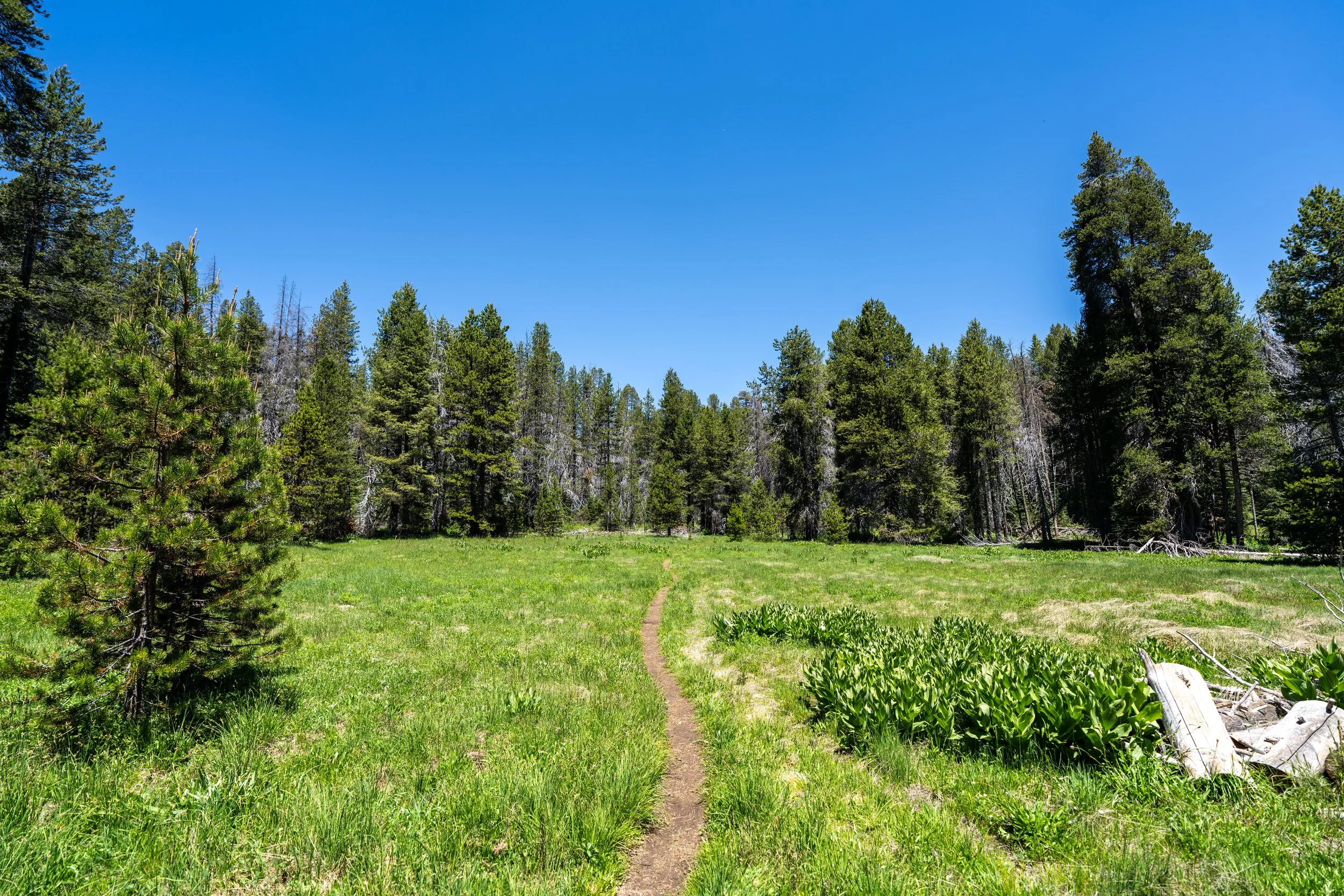 McGurk Meadow
