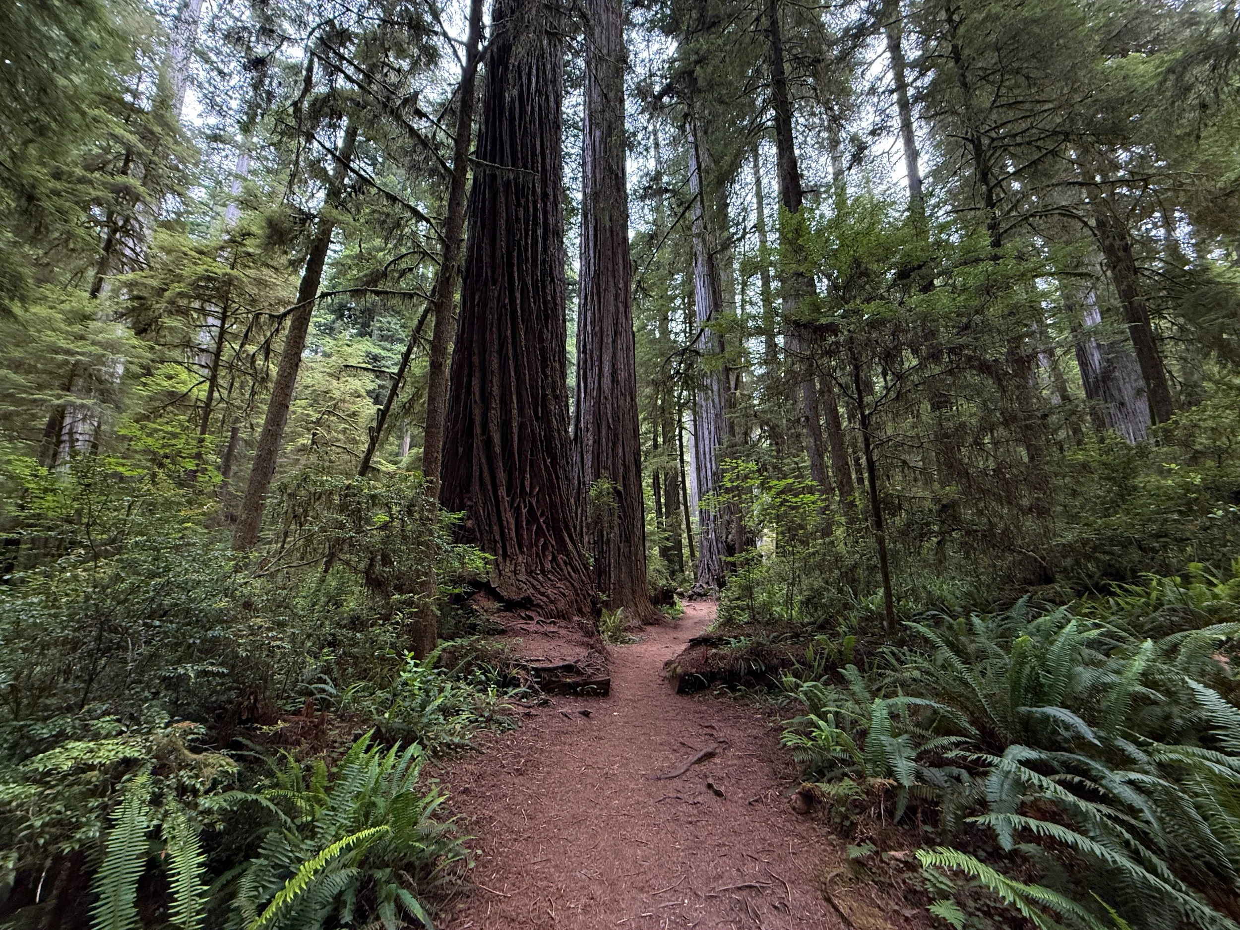 Boy Scout Tree Trail Jedediah Smith Redwoods State Park California