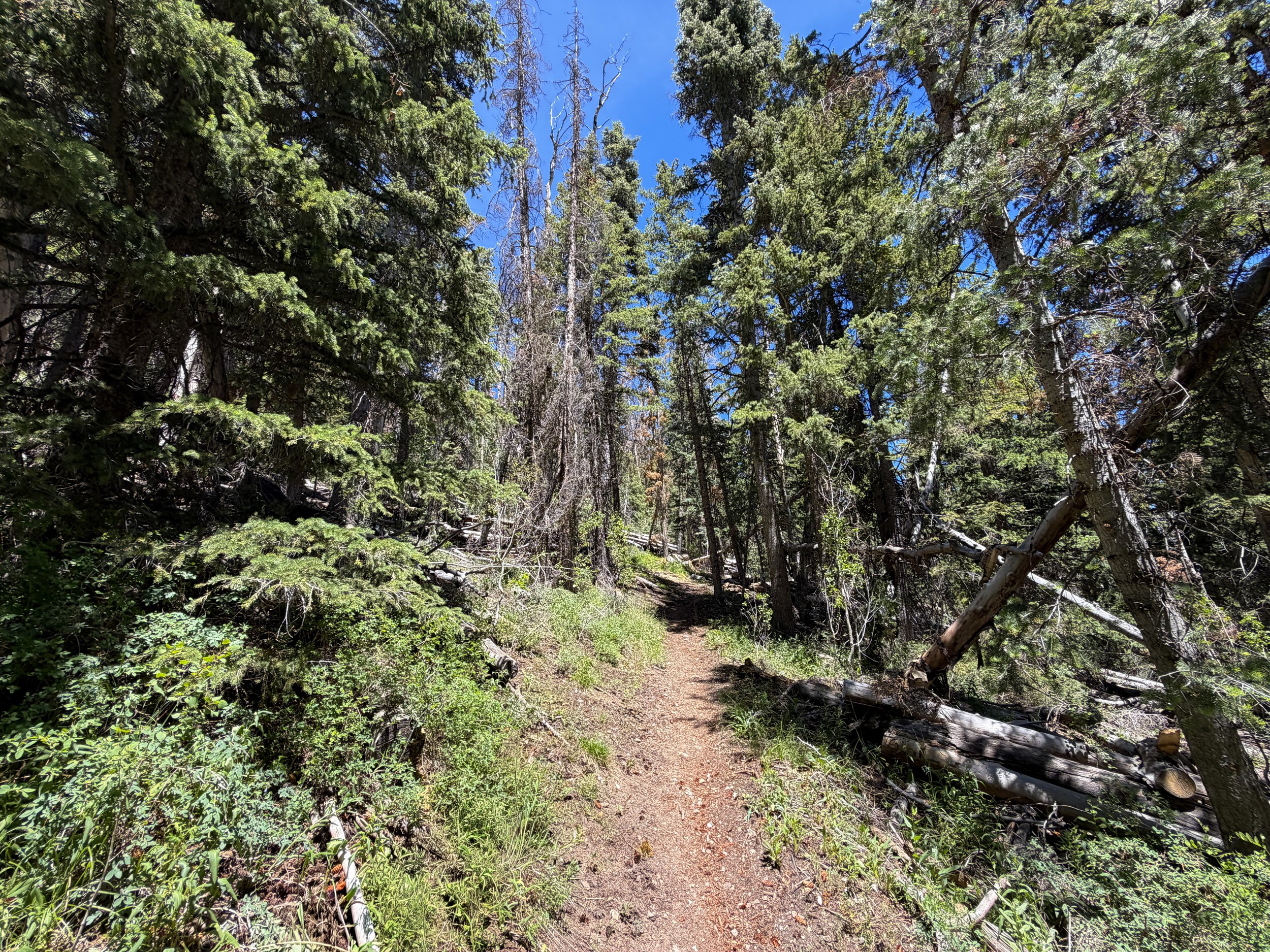 Timber Creek Loop Hike Great Basin National Park Nevada