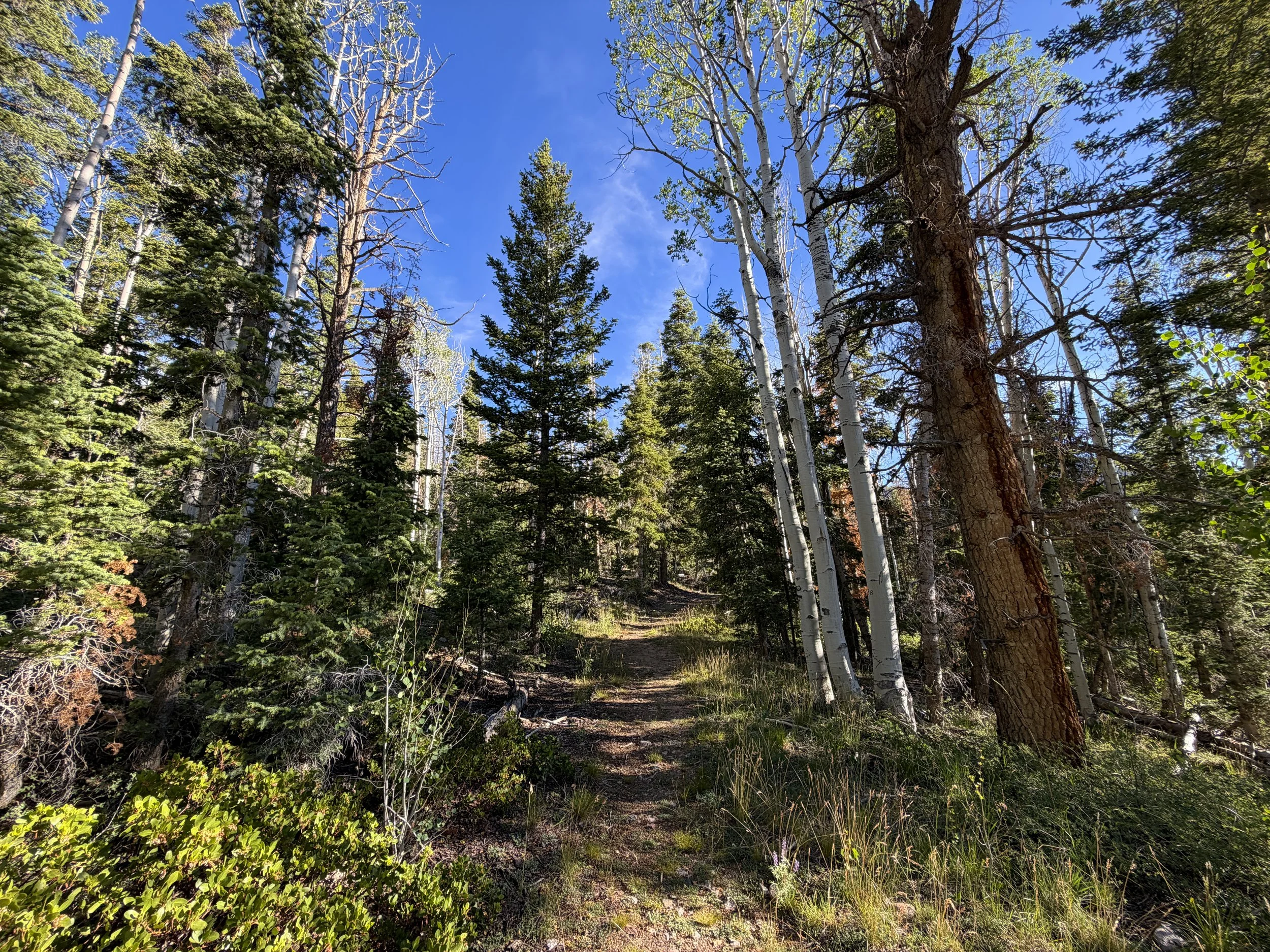 Snake Creek Overlook Loop Trail Great Basin National Park Nevada