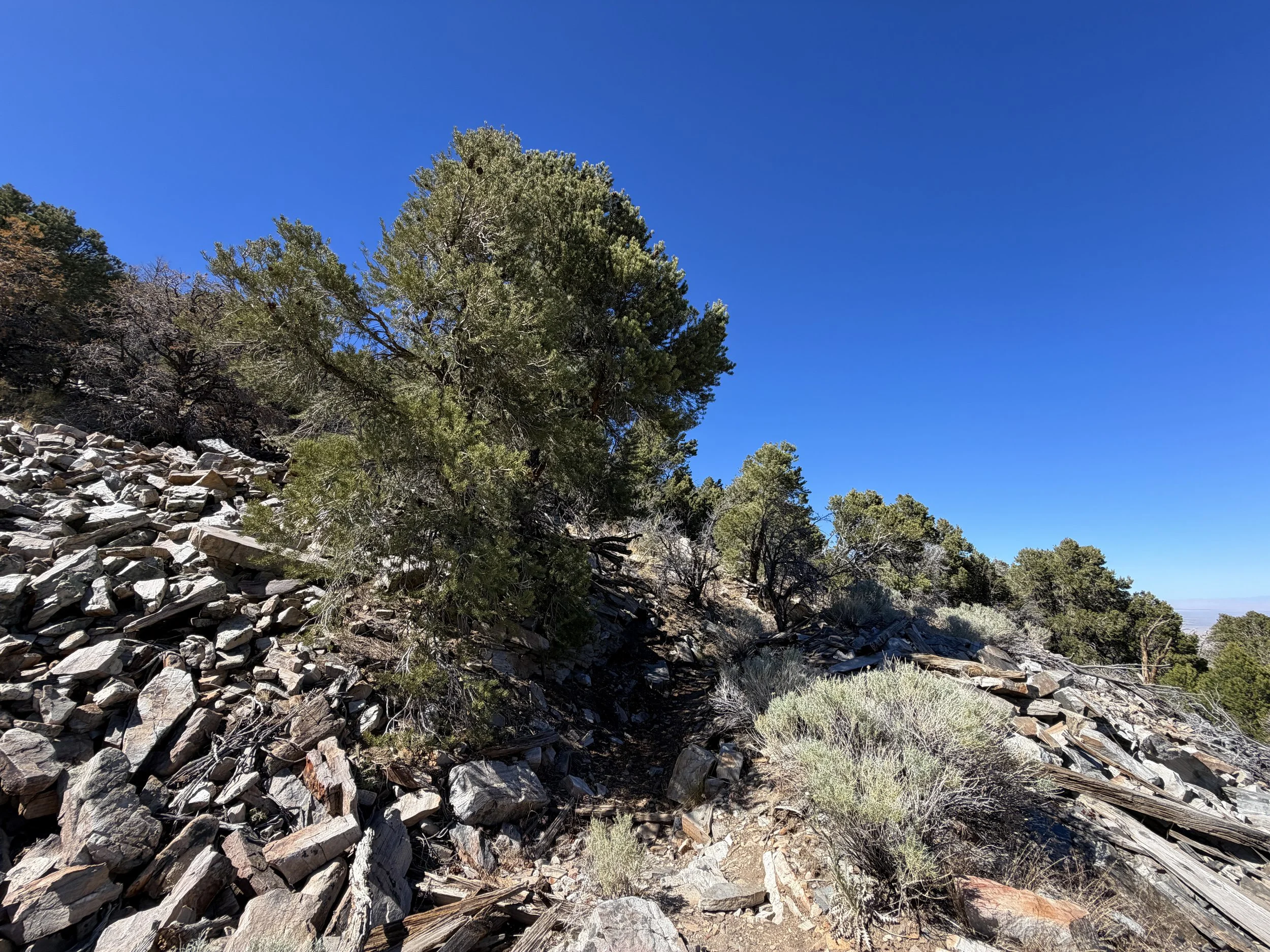 Osceola Ditch Hike Great Basin National Park Nevada