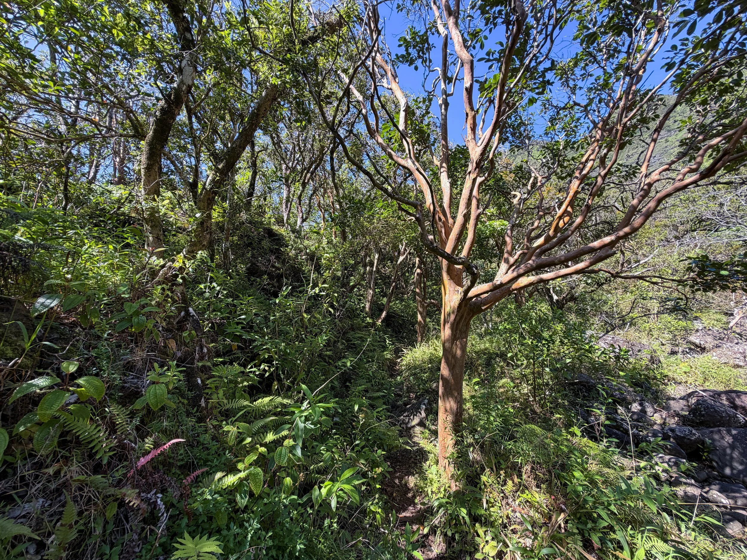 Kulanaahane Trail Oahu Hawaii
