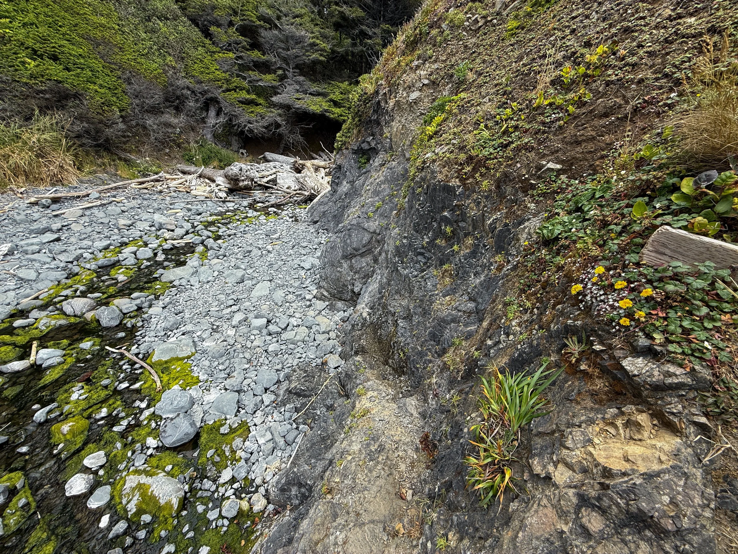 Damnation Creek Trail Del Norte Coast Redwoods State Park California