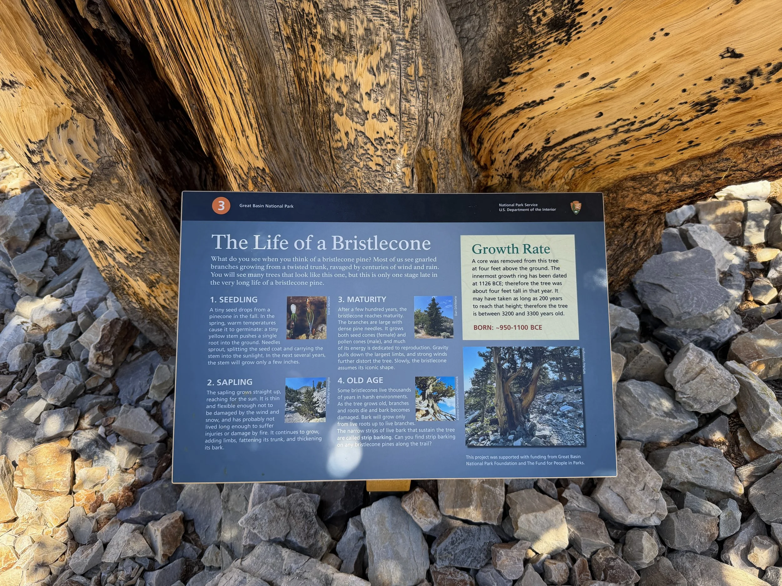 Bristlecone Pine Loop Trail Great Basin National Park Nevada