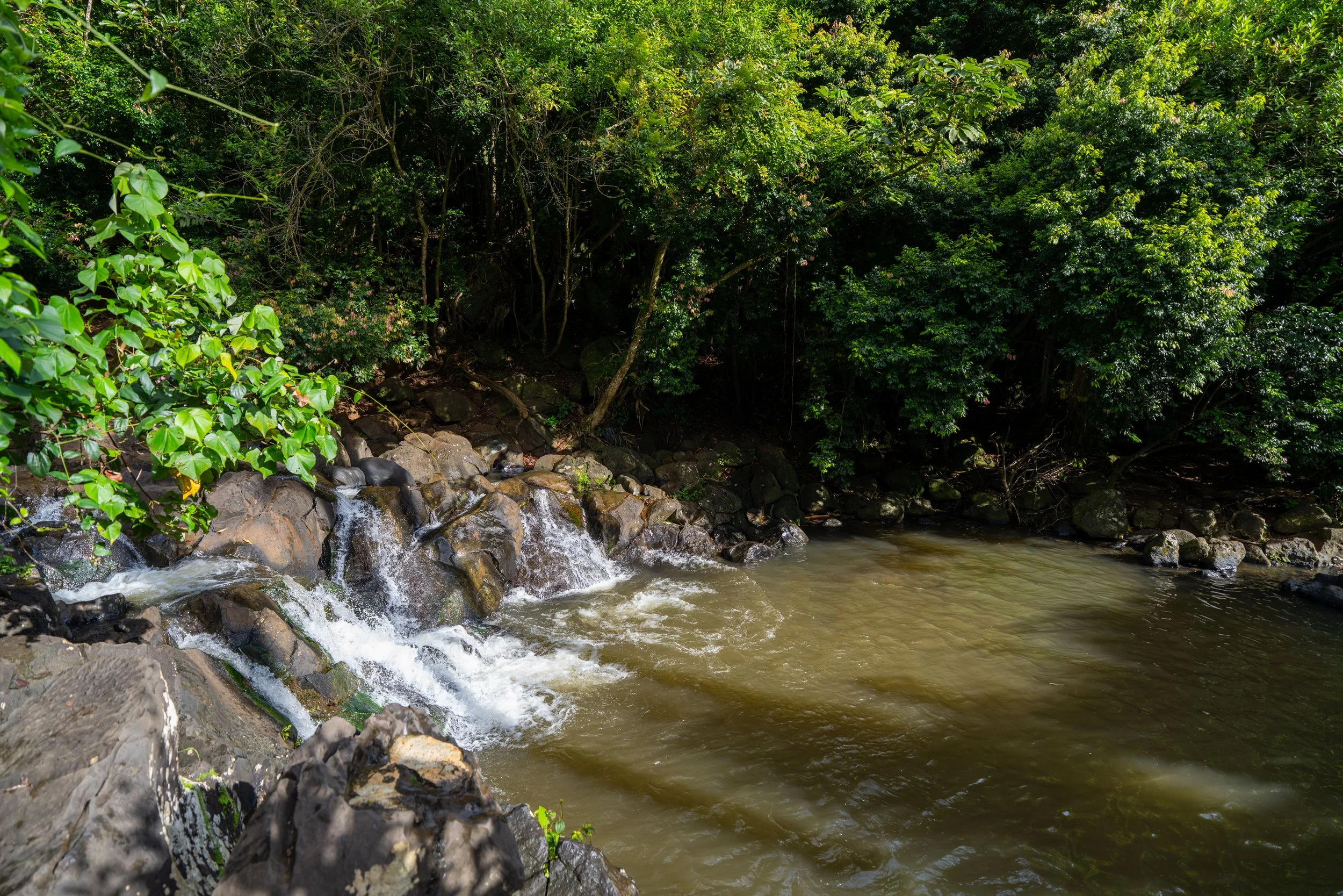 Jackass Ginger Pool Judd Trail Oahu Hawaii