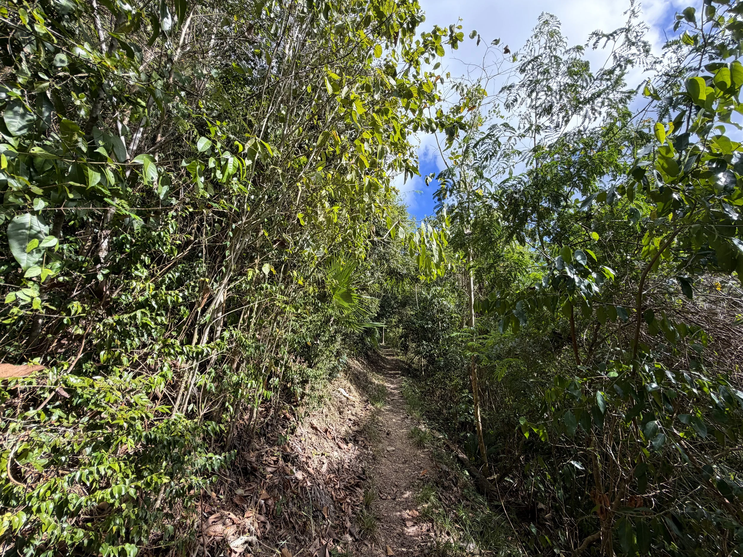 Cinnamon Bay Trail Virgin Islands National Park