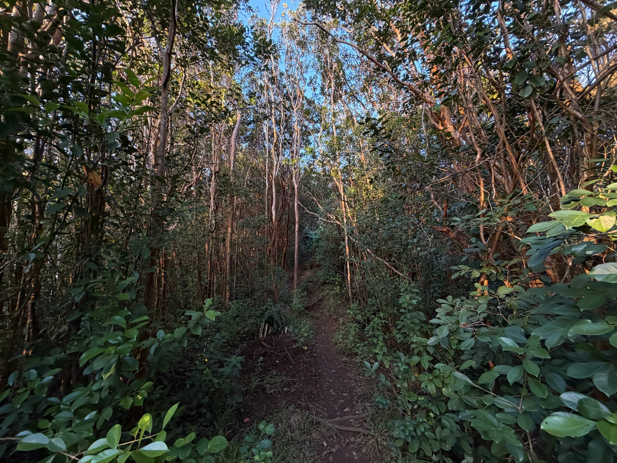 Moanalua Middle Ridge Trail Oahu Hawaii