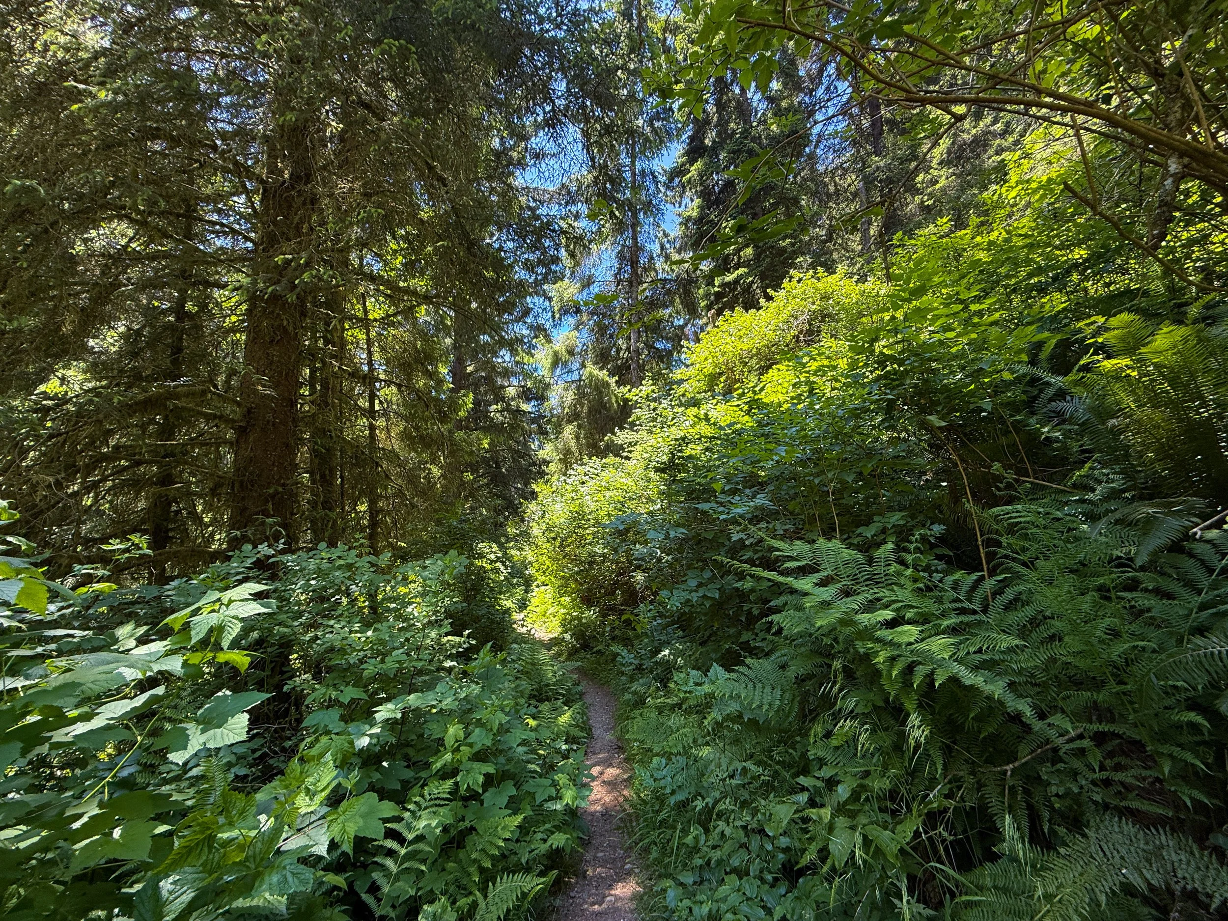 Ossagon Trail Prairie Creek Redwoods State Park California