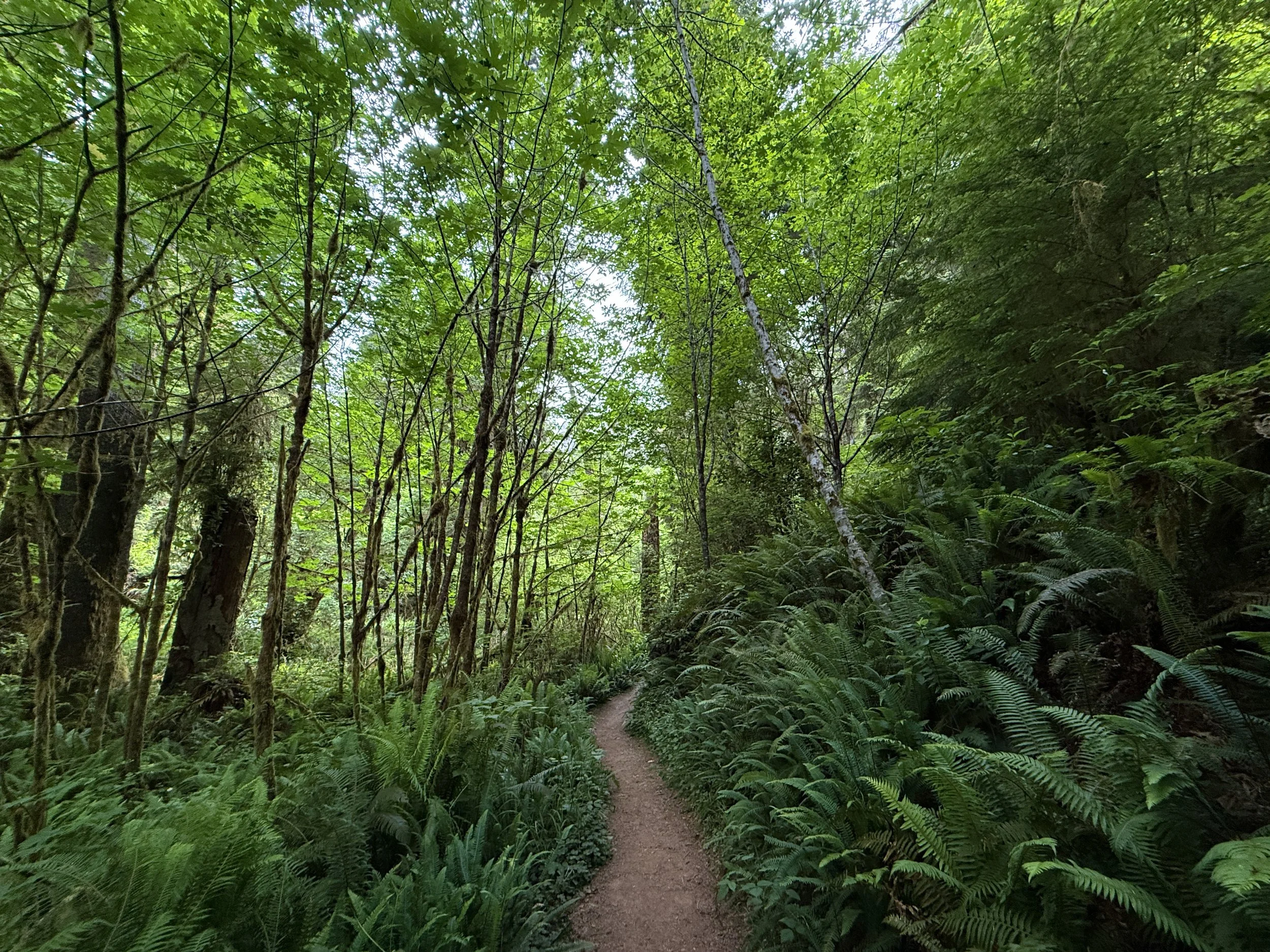 Boy Scout Tree Trail Jedediah Smith Redwoods State Park California
