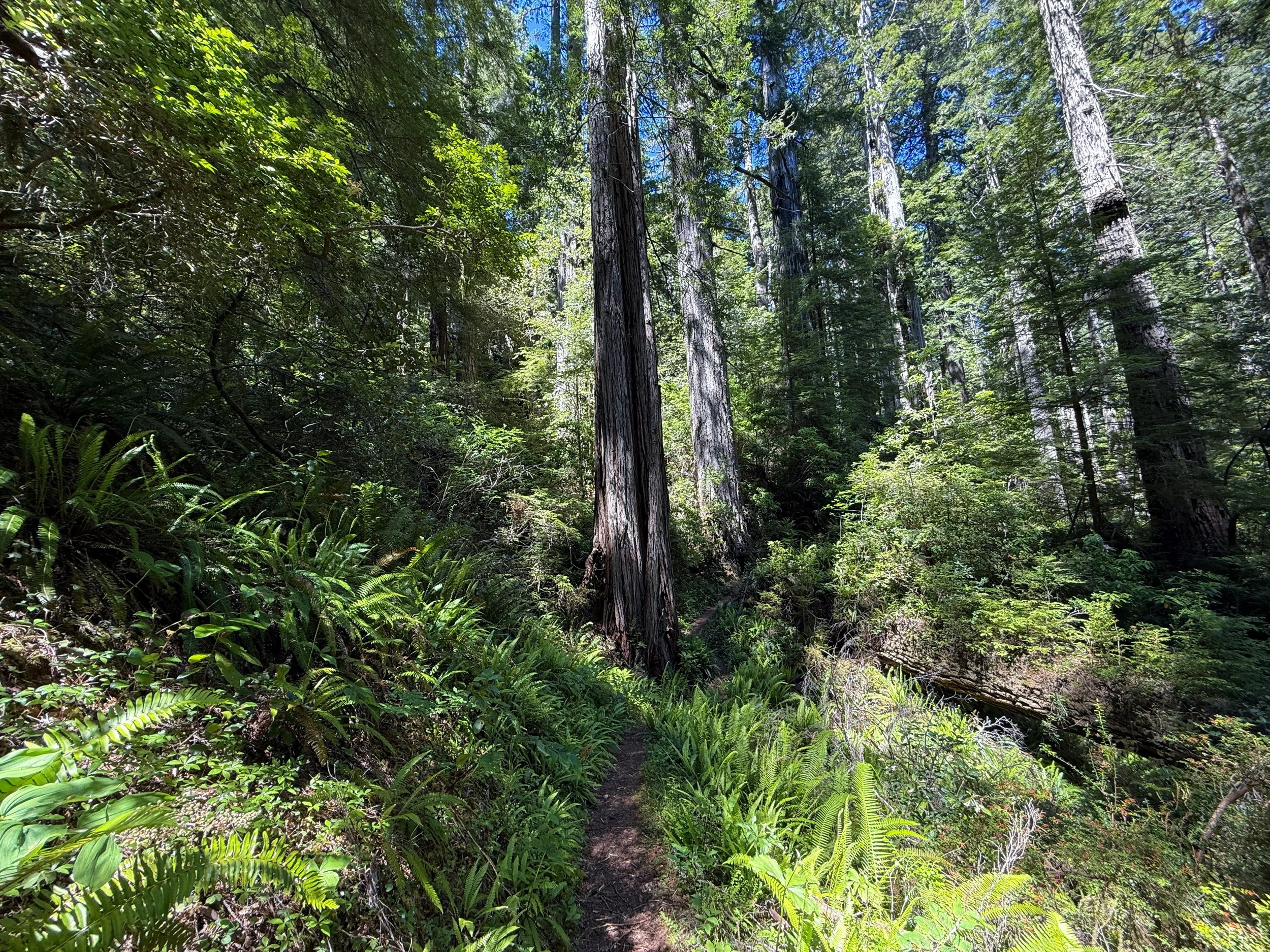 Ten Taypo Trail Prairie Creek Redwoods State Park California