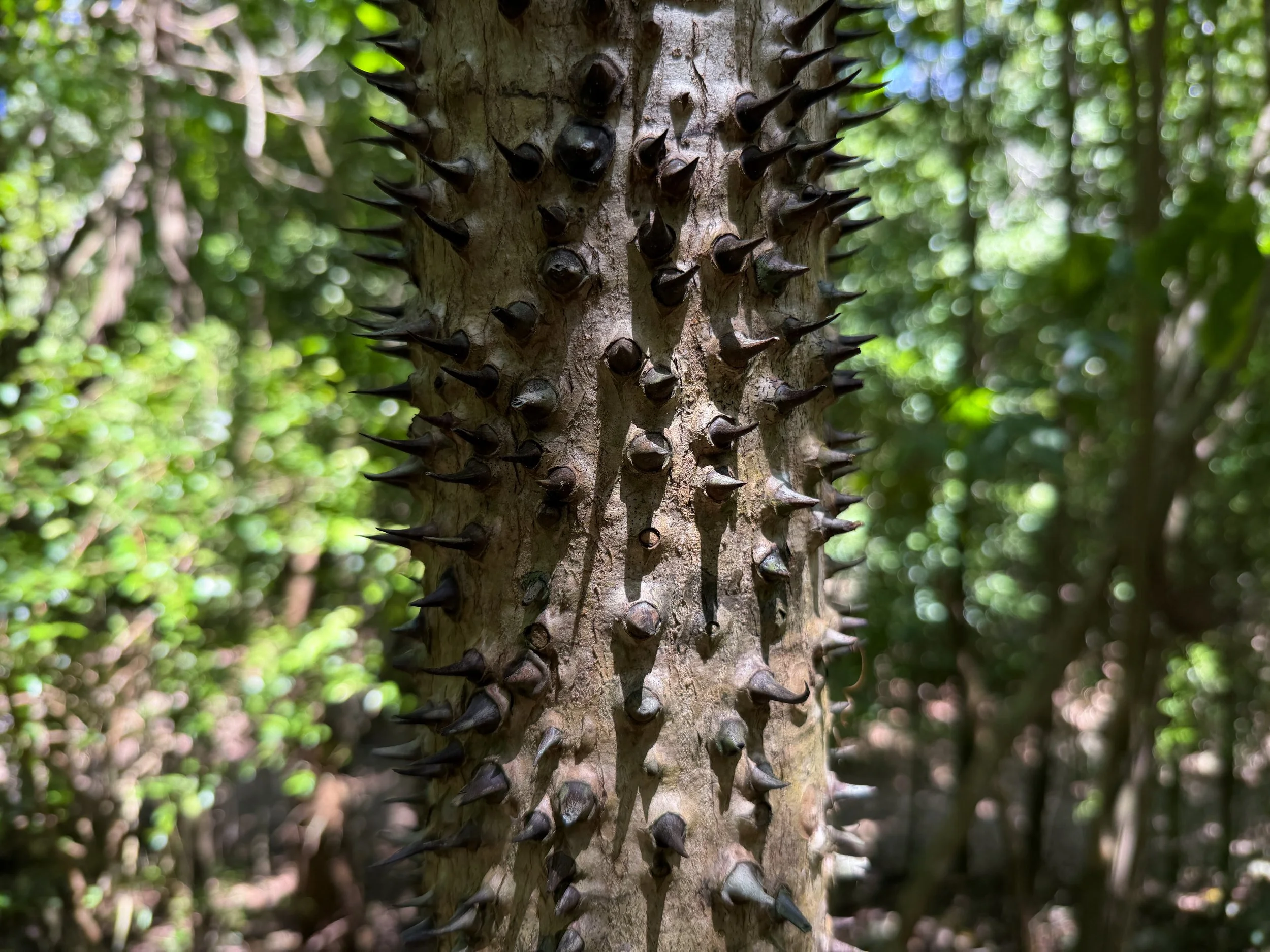 Sandbox Tree Hura crepitans