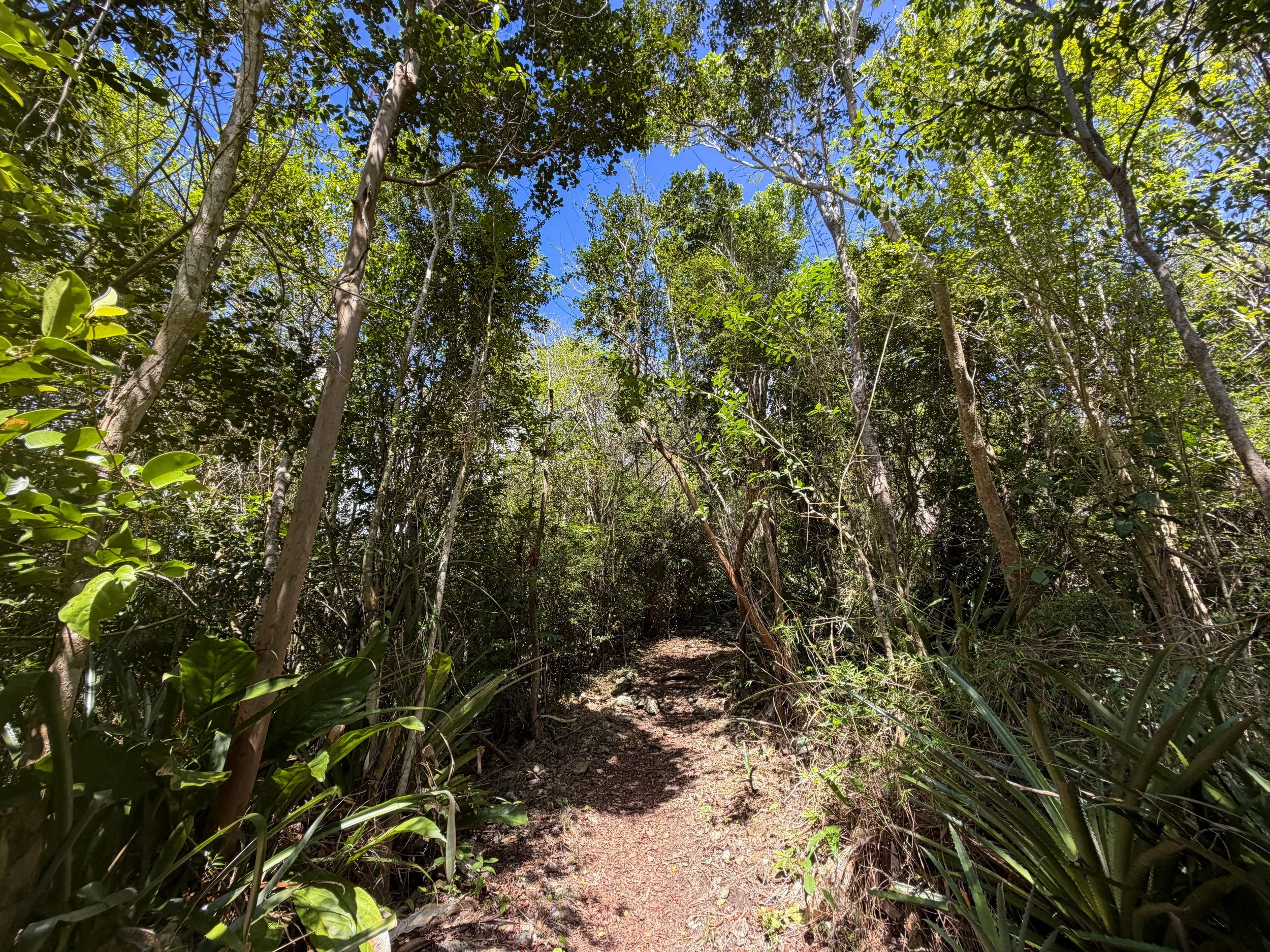 Caneel Hill Trail Virgin Islands National Park