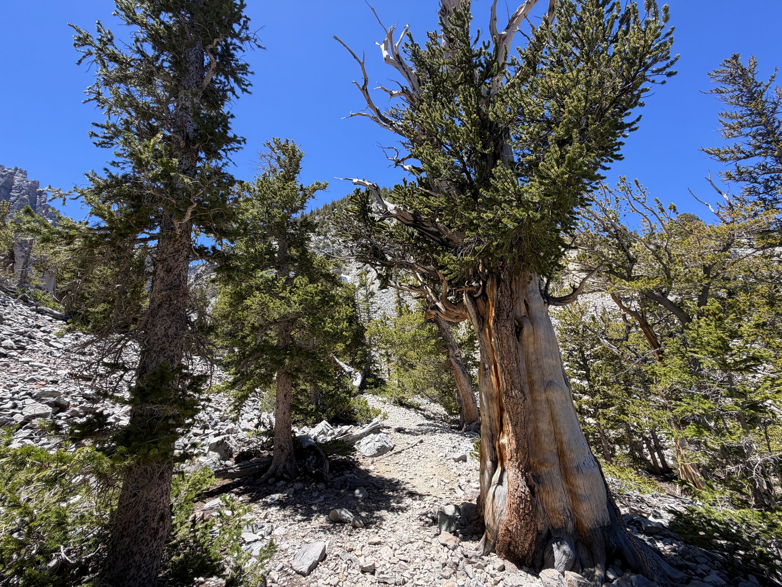 Bristlecone Trail Great Basin National Park Nevada