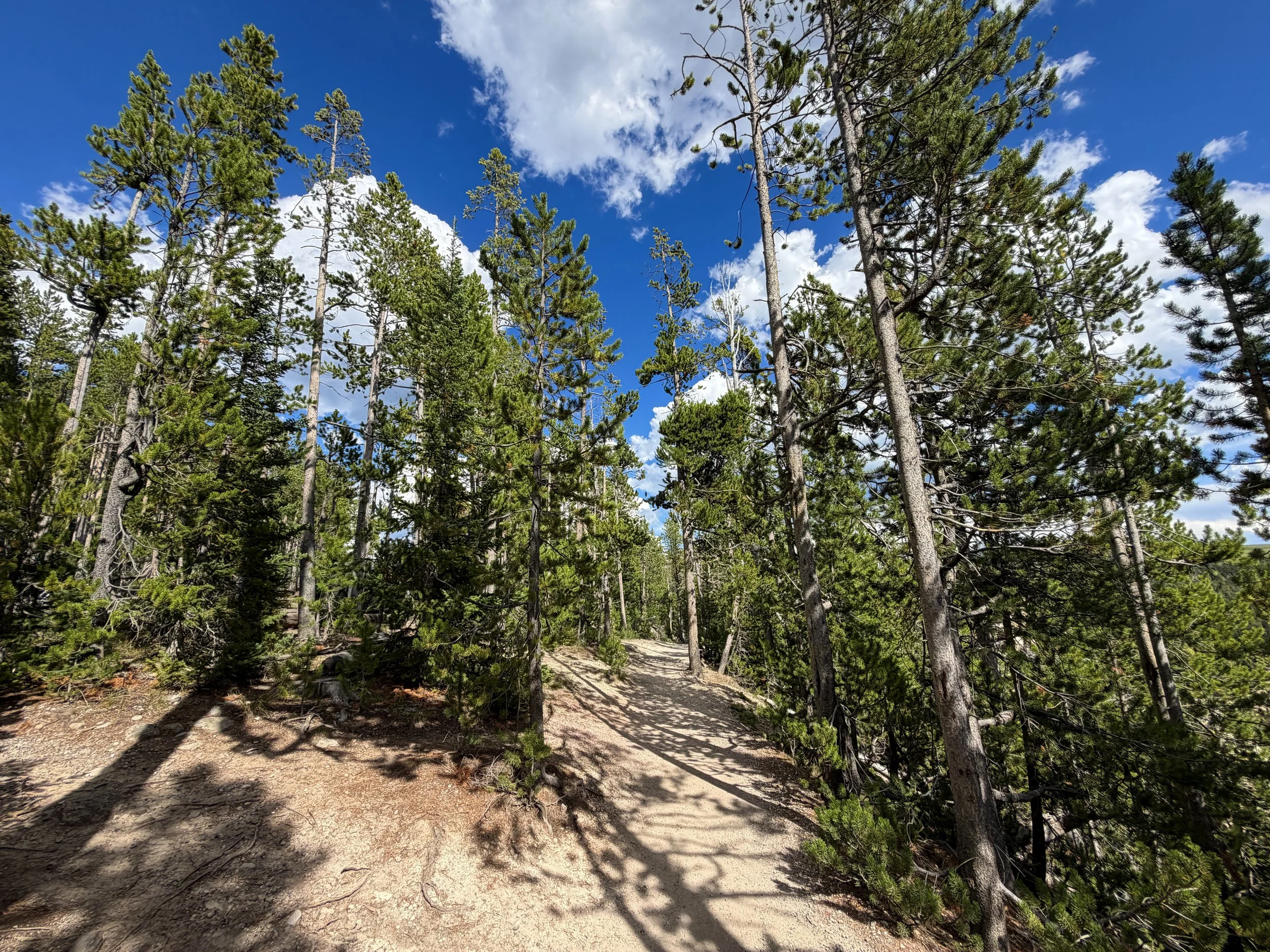 North Rim Trail Yellowstone National Park Wyoming